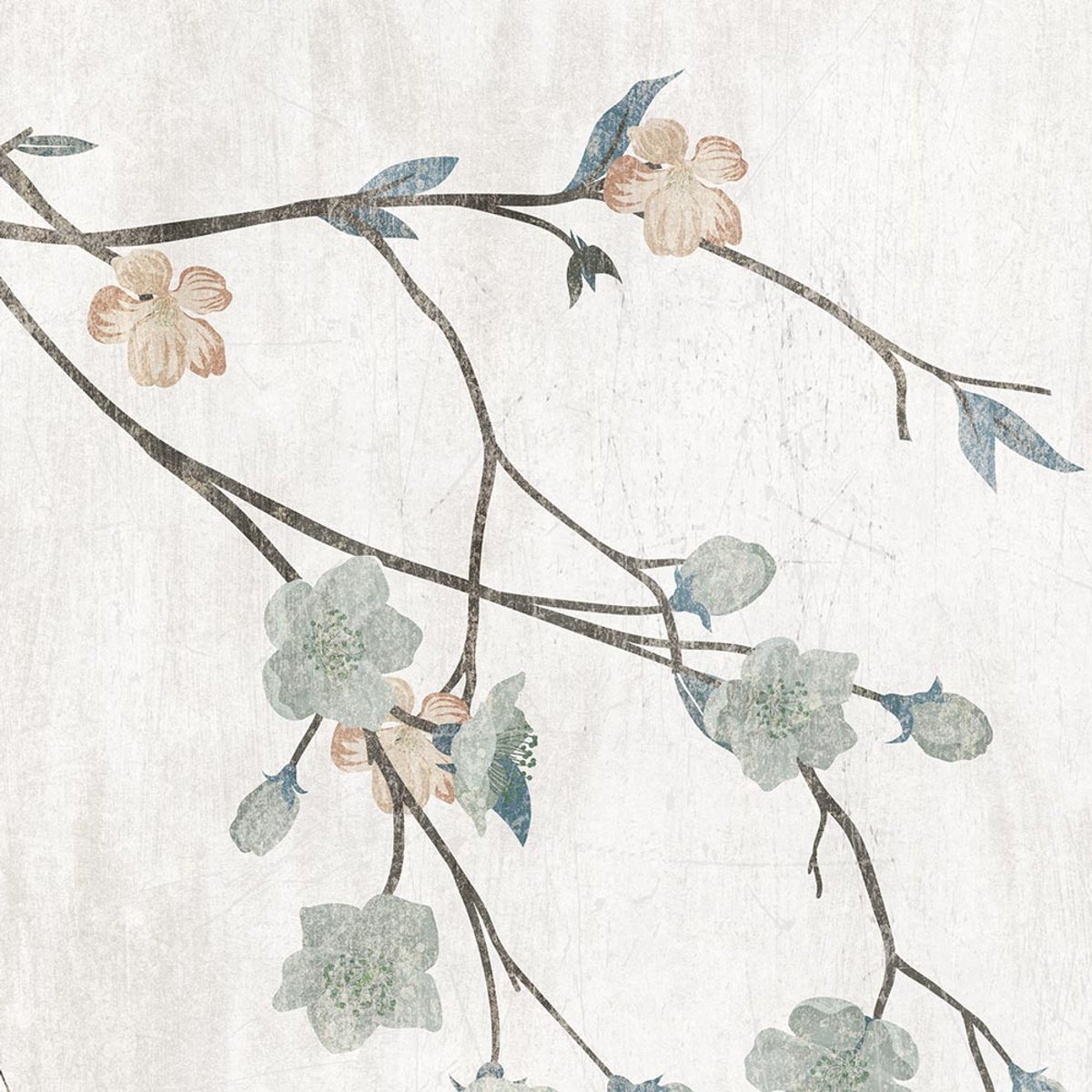 Rimura | Sakura Rimura | Sakura