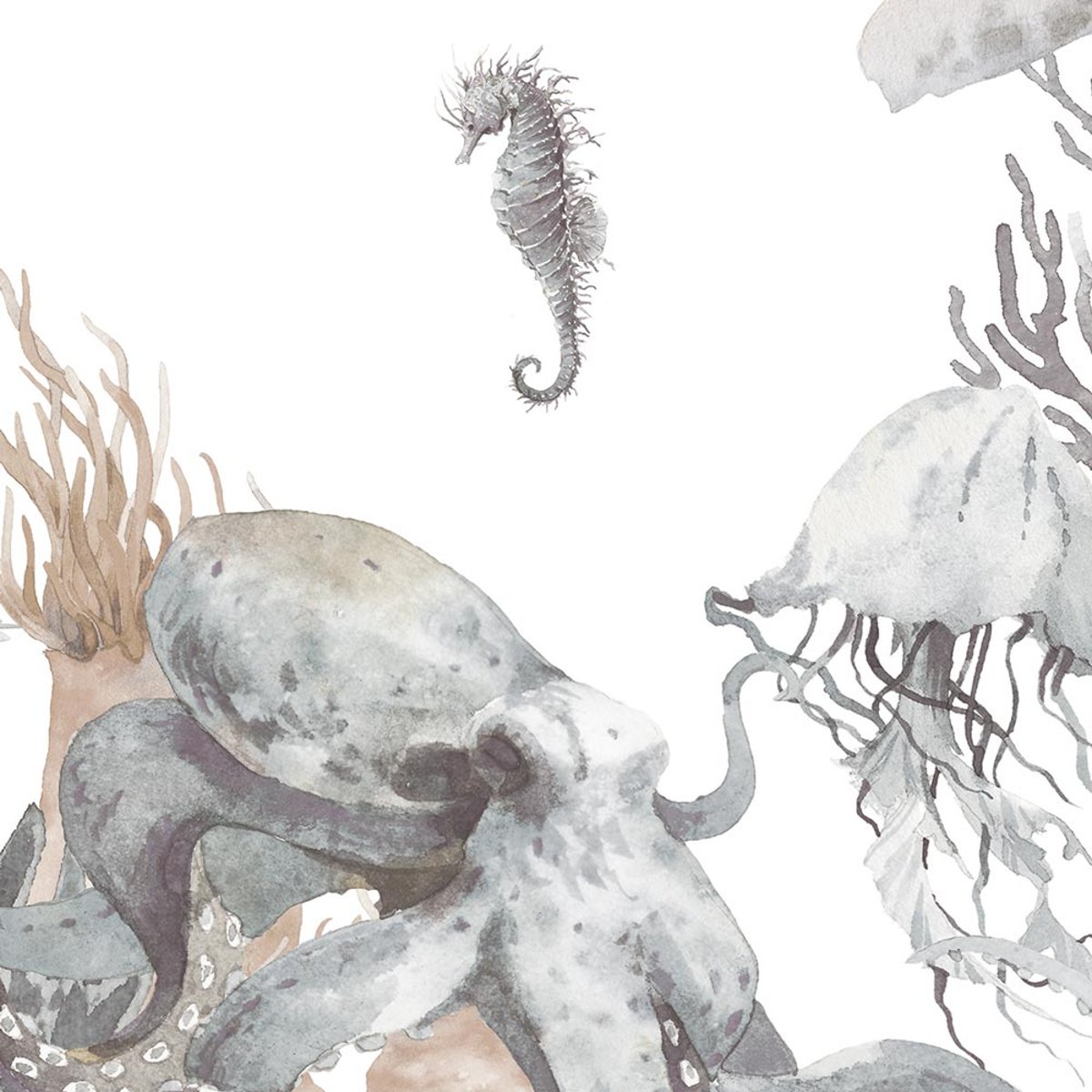 Rimura | Corallina Rimura | Corallina