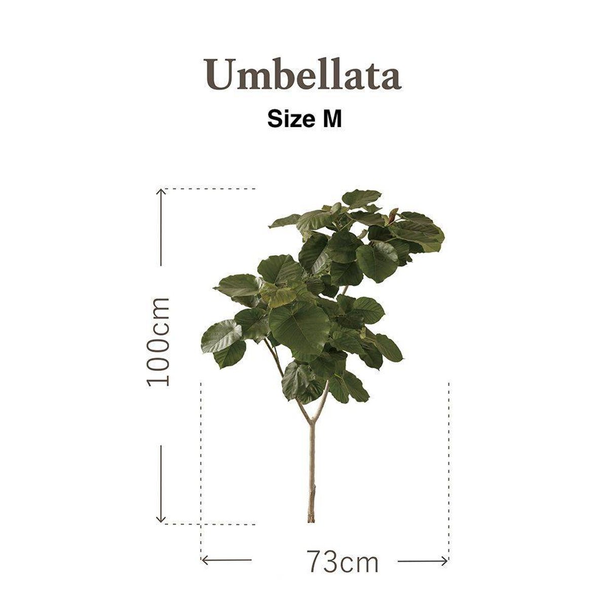 Botanical Sticker | Umbellata Botanical Sticker | Umbellata