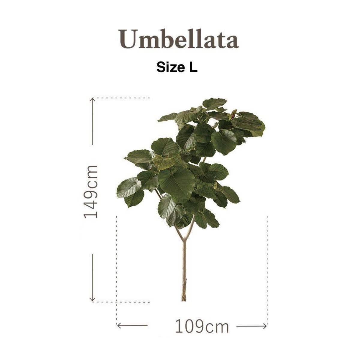 Botanical Sticker | Umbellata Botanical Sticker | Umbellata