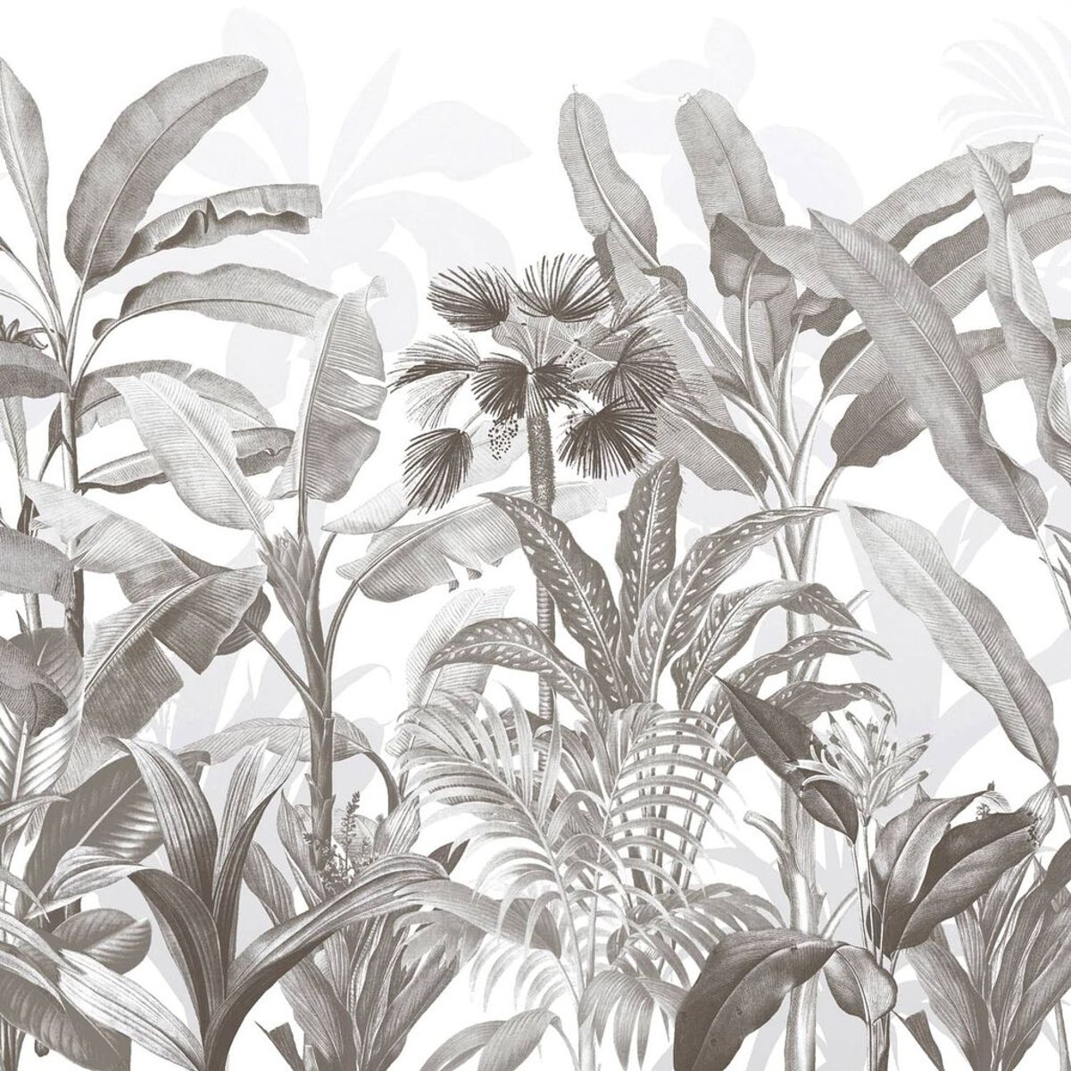 Graham & Brown | Congo Graham & Brown | Congo