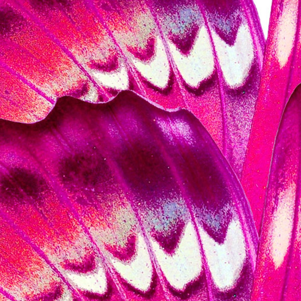 Affreschi & Affreschi | Still Love | SL63 Affreschi & Affreschi | Still Love | SL63