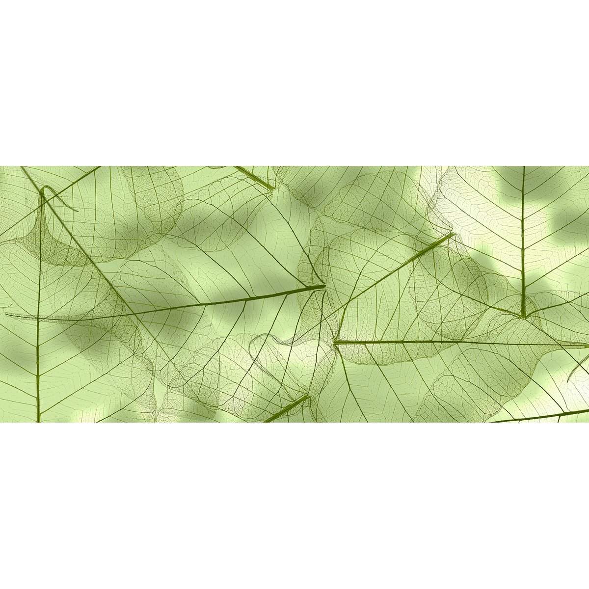 Honpo | Vellum Honpo | Vellum