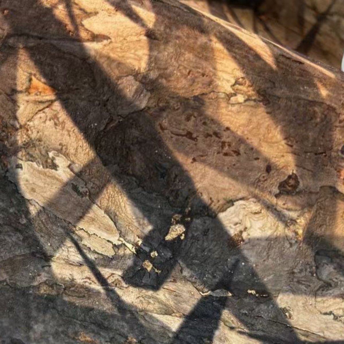 Lusoluxe Imperial | Chinese Style Botanical Lusoluxe Imperial | Chinese Style Botanical