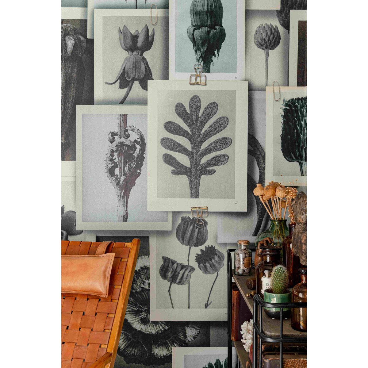 MINDTHEGAP | BLOSSFELDT'S ART FORMS | WP20595 MINDTHEGAP | BLOSSFELDT'S ART FORMS | WP20595