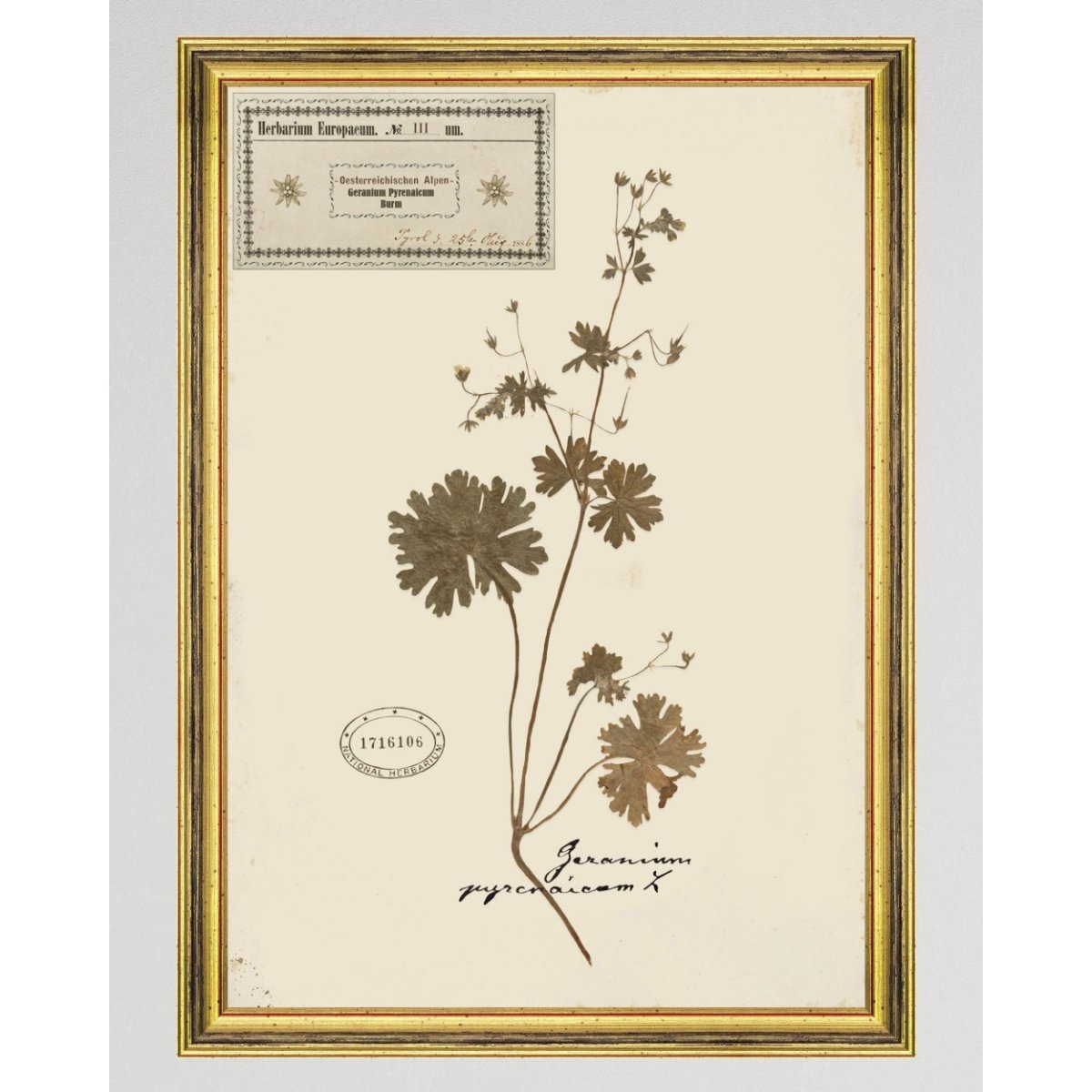 MINDTHEGAP | TYROL APRES-SKI HOME COLLECTION | Framed Art | HERBARIUM ALPINIUM III MINDTHEGAP | TYROL APRES-SKI HOME COLLECTION | Framed Art | HERBARIUM ALPINIUM III