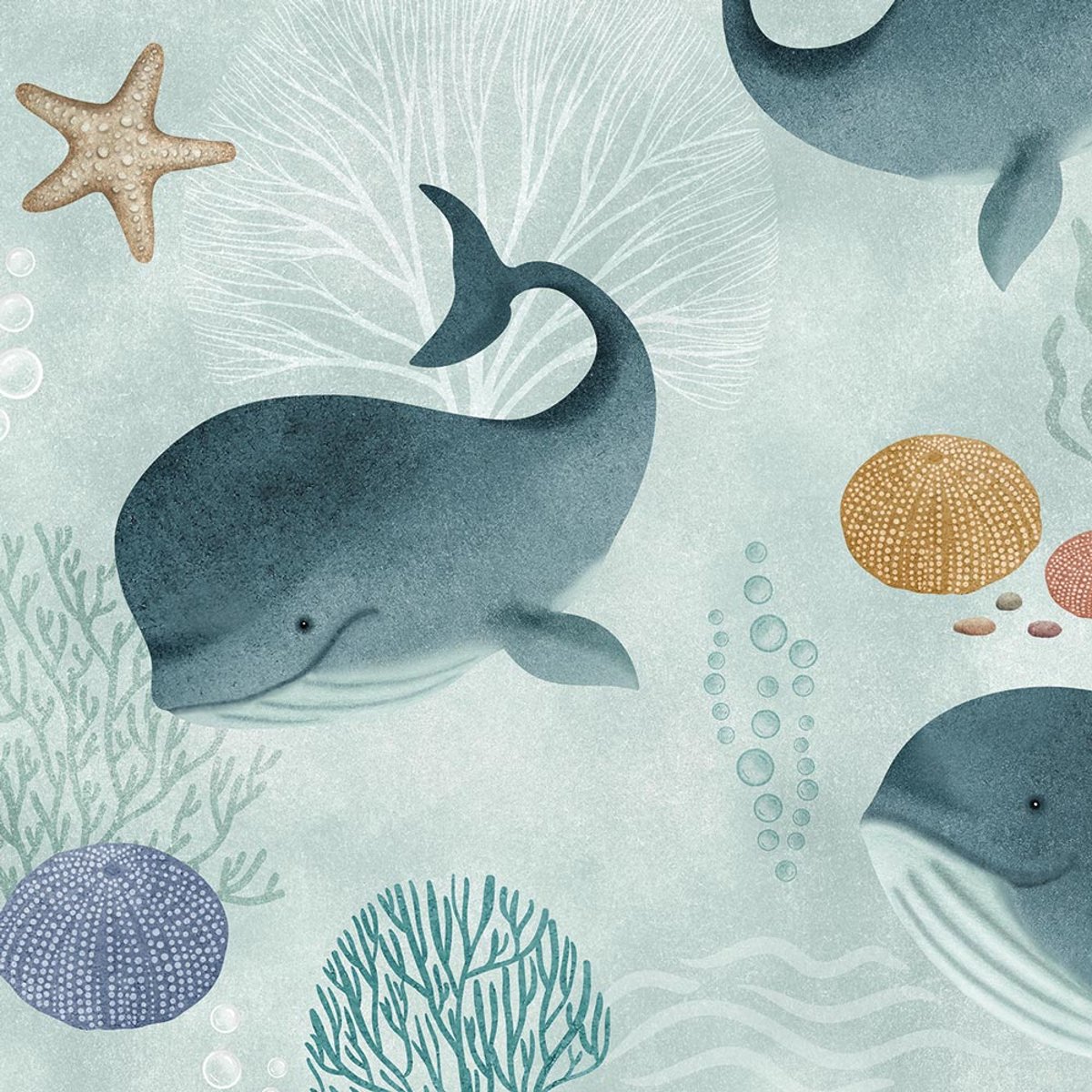 Rimura | Baby Whale Rimura | Baby Whale