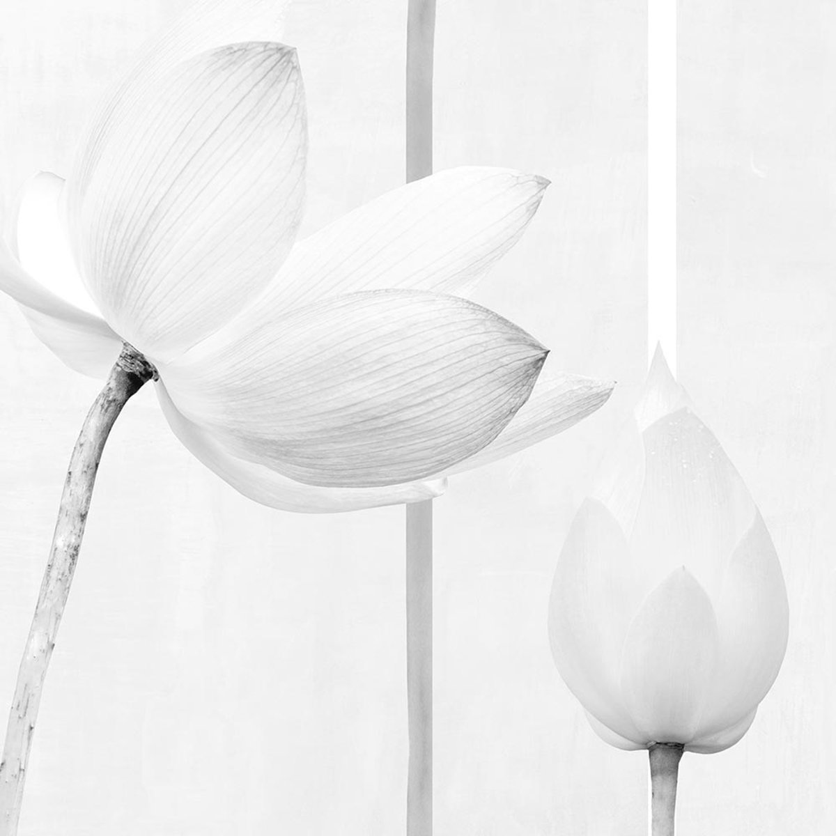 Rimura | Denver Rimura | Denver