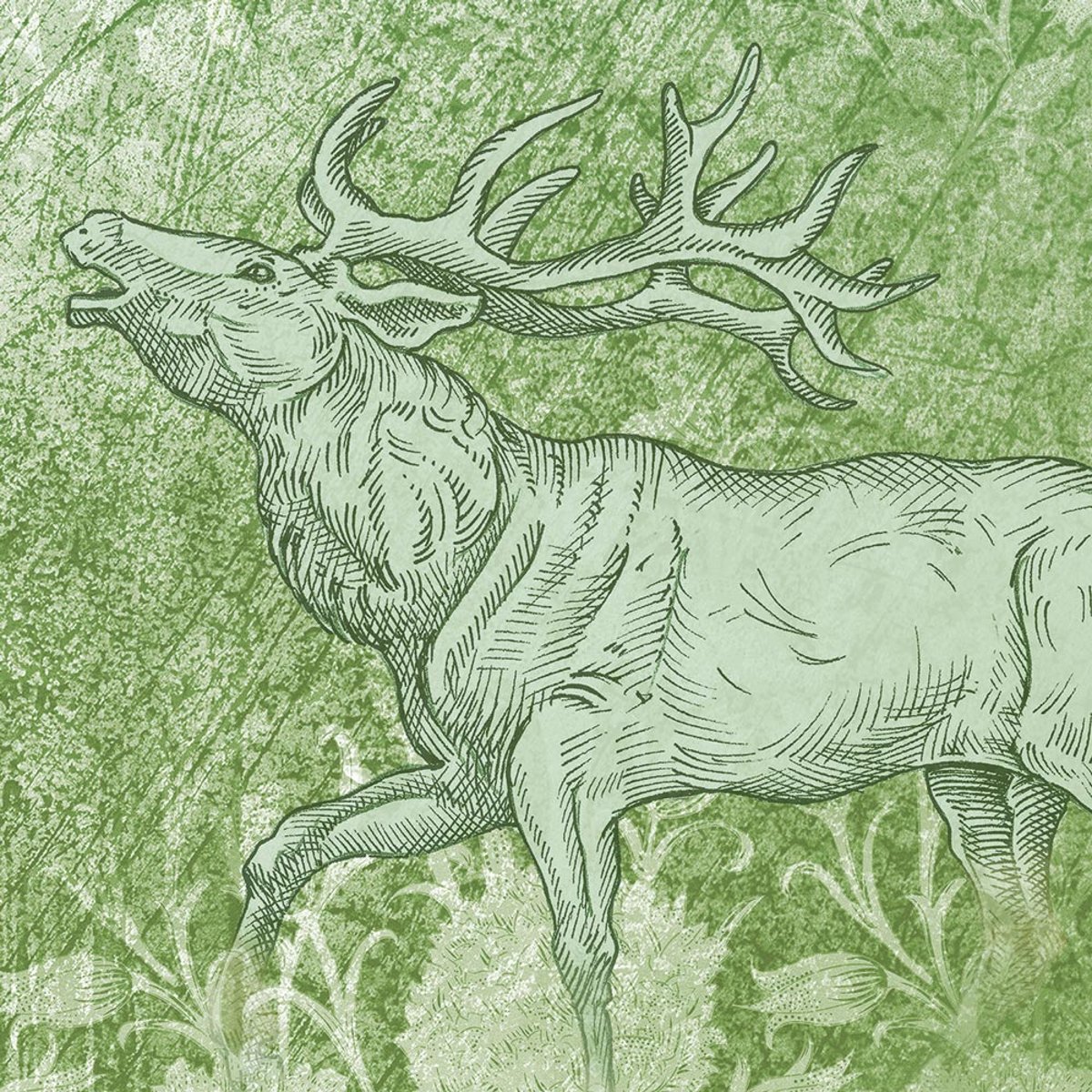 Rimura | Foresta Rimura | Foresta