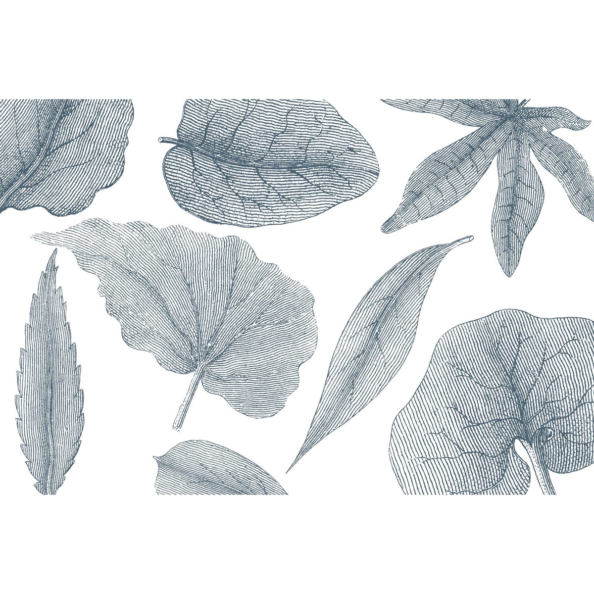 Rimura | Giant Leaves Rimura | Giant Leaves