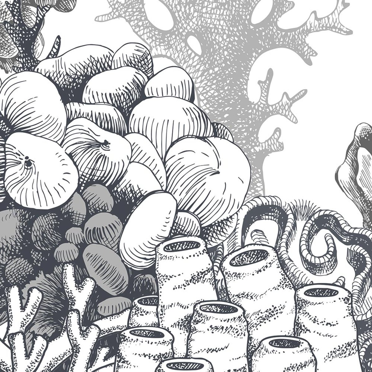 Rimura | Reef Rimura | Reef