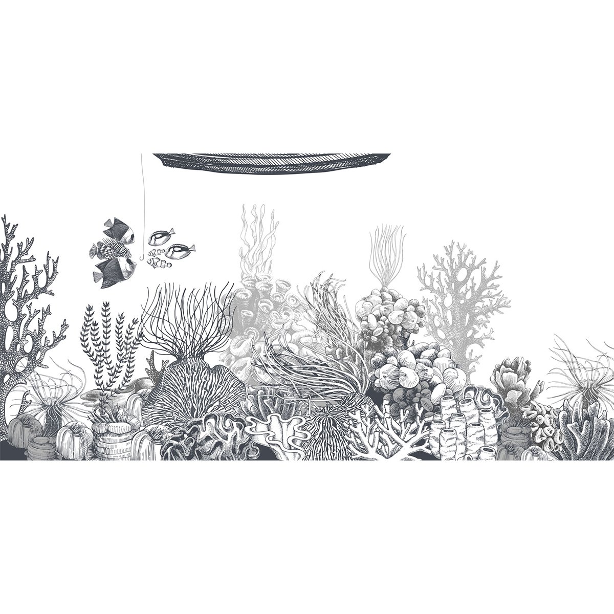 Rimura | Reef Rimura | Reef