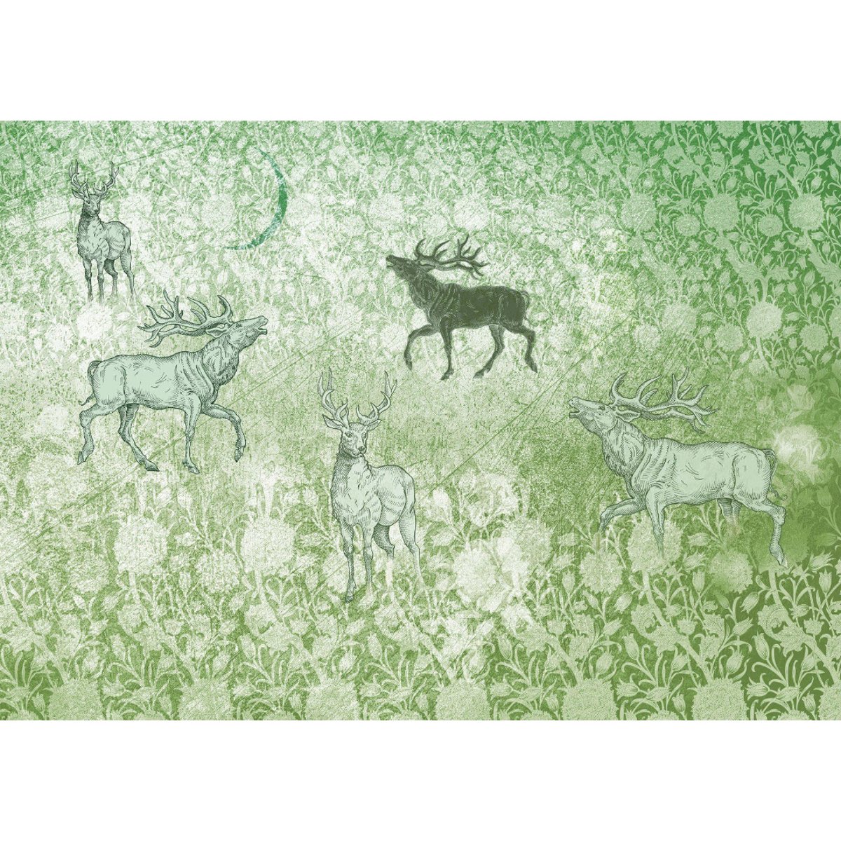 Rimura | Foresta Rimura | Foresta