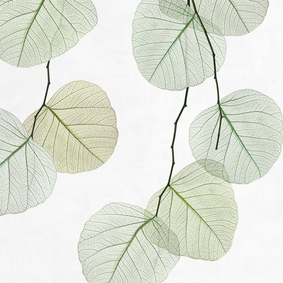 Rimura | Skeleton Leaf Rimura | Skeleton Leaf