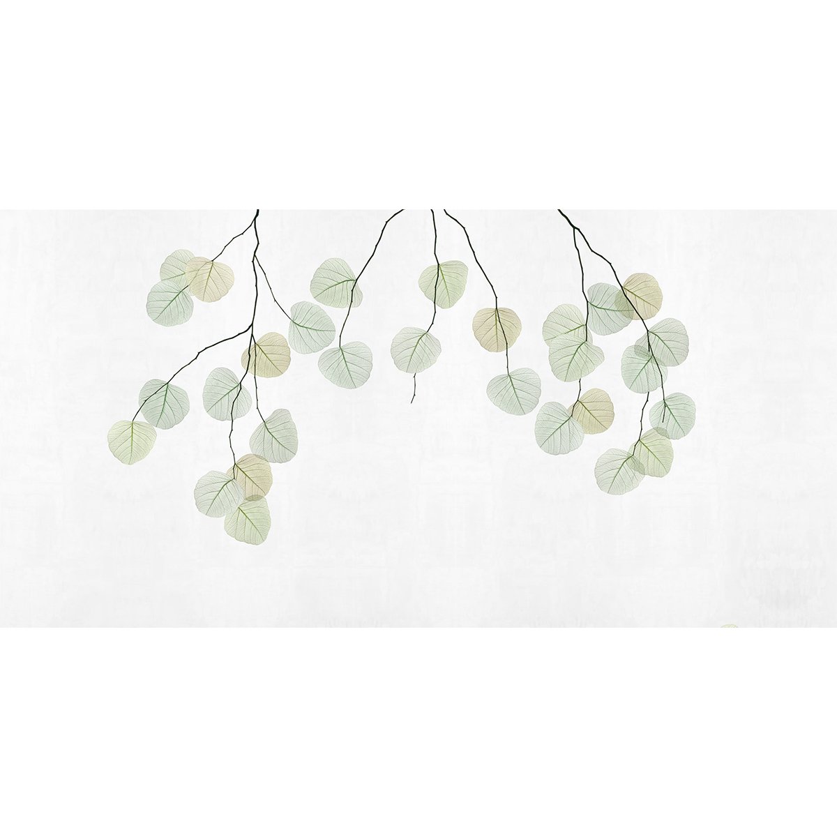 Rimura | Skeleton Leaf Rimura | Skeleton Leaf