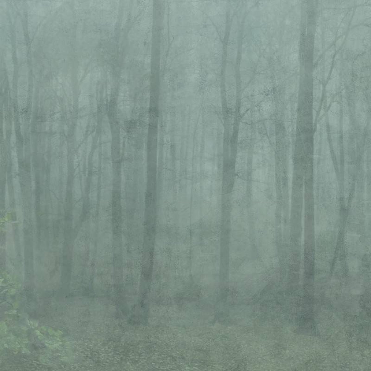 Sandberg | Skog | Forest Green | 622-08 Sandberg | Skog | Forest Green | 622-08