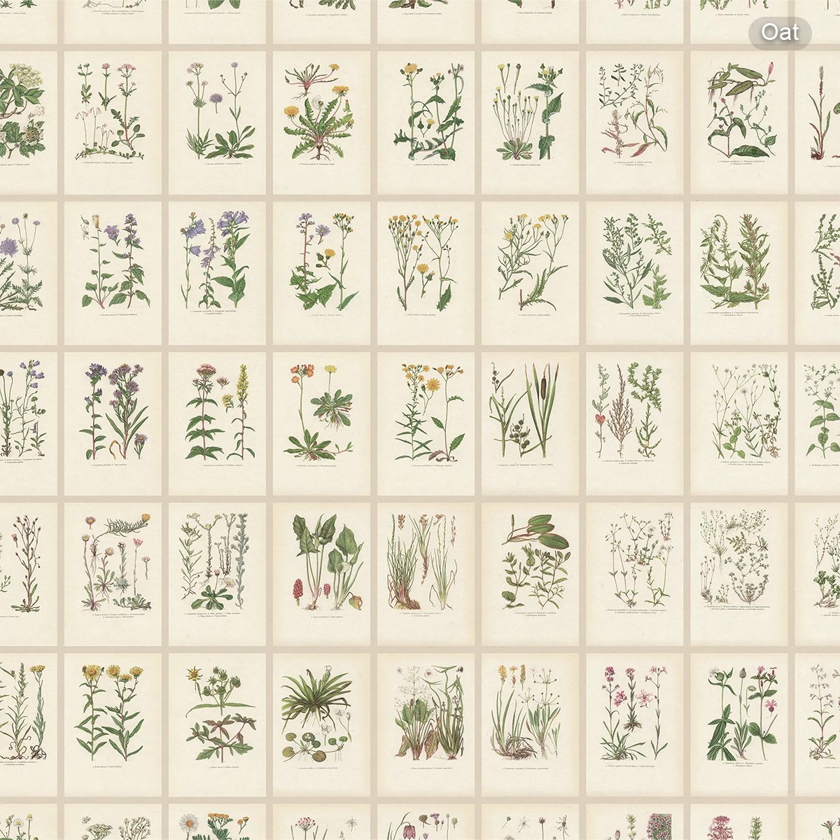 Sandberg | Botanica Sandberg | Botanica