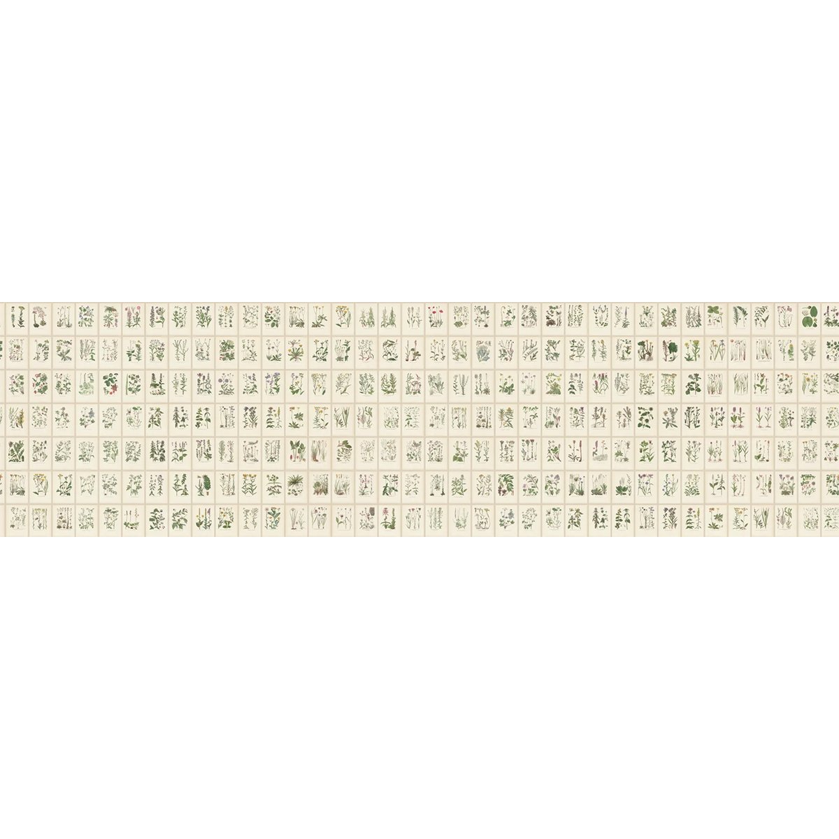 Sandberg | Botanica Sandberg | Botanica