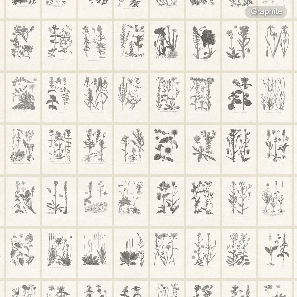 Sandberg | Botanica Sandberg | Botanica