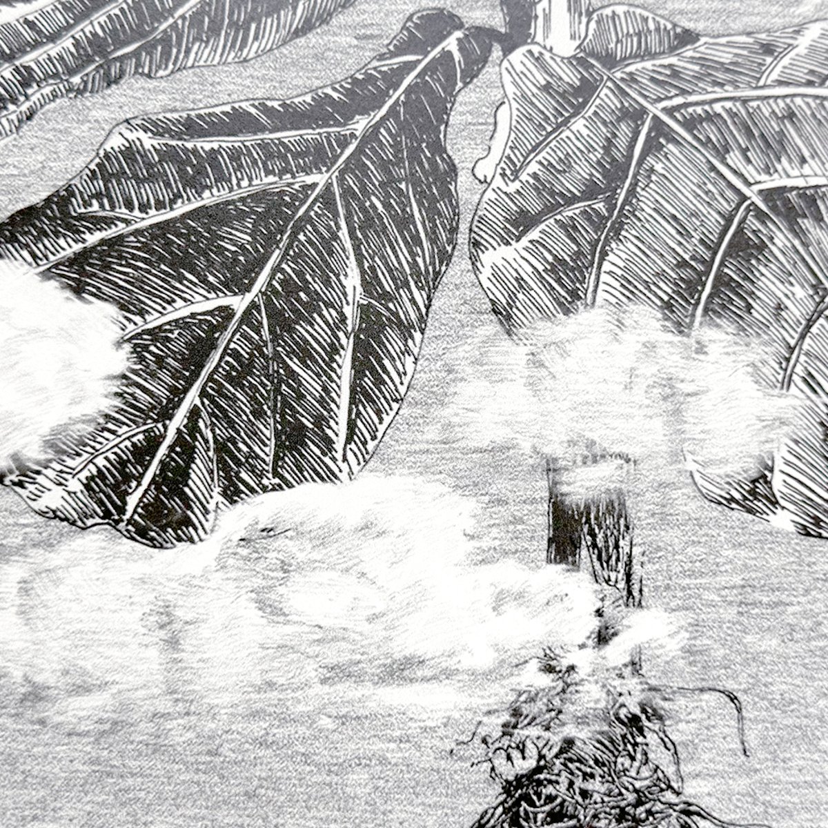 Classic Cloud Forest | Sian Zeng Classic Cloud Forest | Sian Zeng