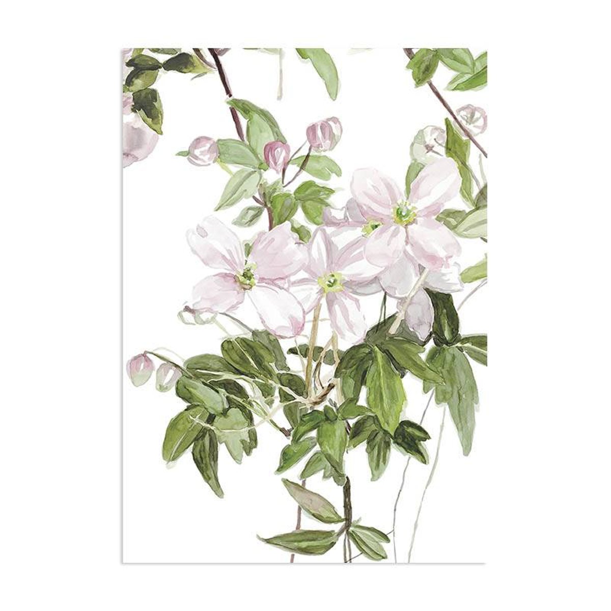 Classic Clematis Pink | Sian Zeng Classic Clematis Pink | Sian Zeng