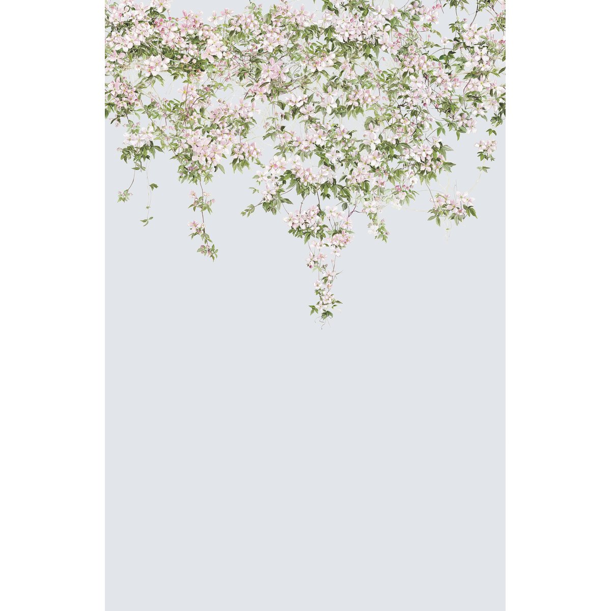 Classic Clematis Pink | Sian Zeng Classic Clematis Pink | Sian Zeng