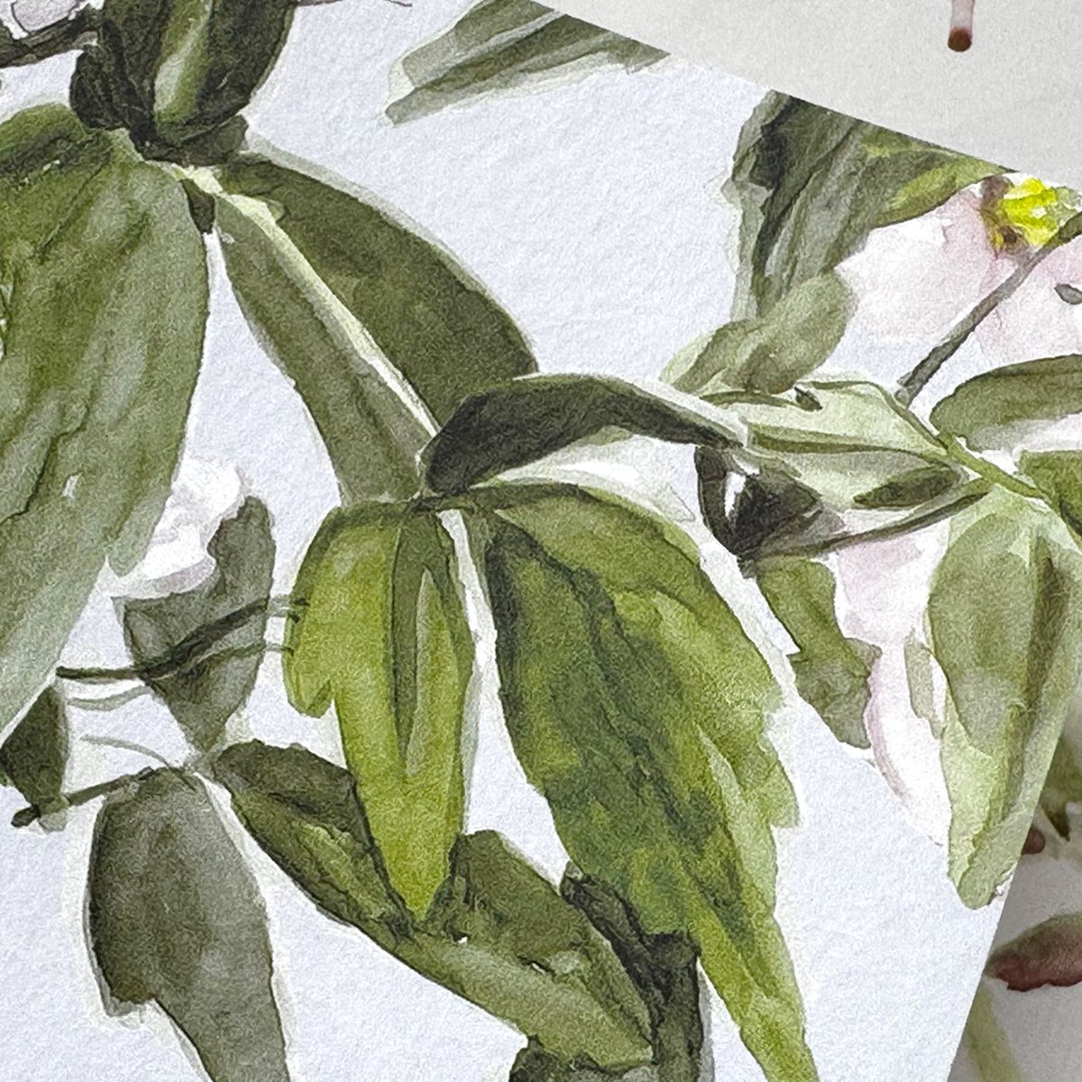 Classic Clematis Pink | Sian Zeng Classic Clematis Pink | Sian Zeng