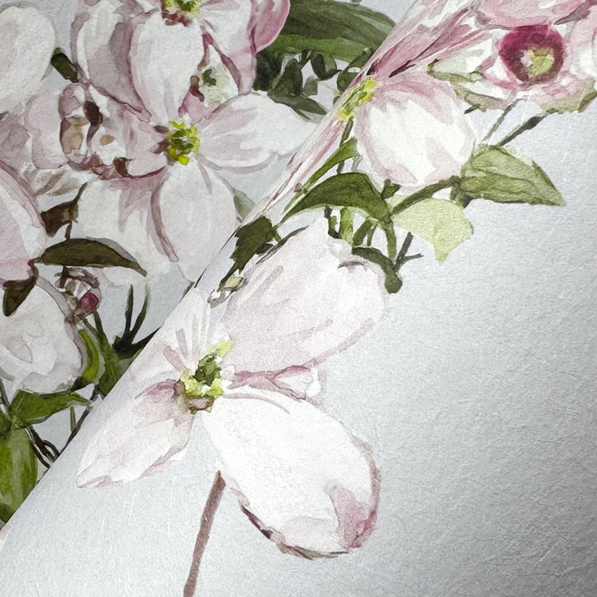 Classic Clematis Pink | Sian Zeng Classic Clematis Pink | Sian Zeng