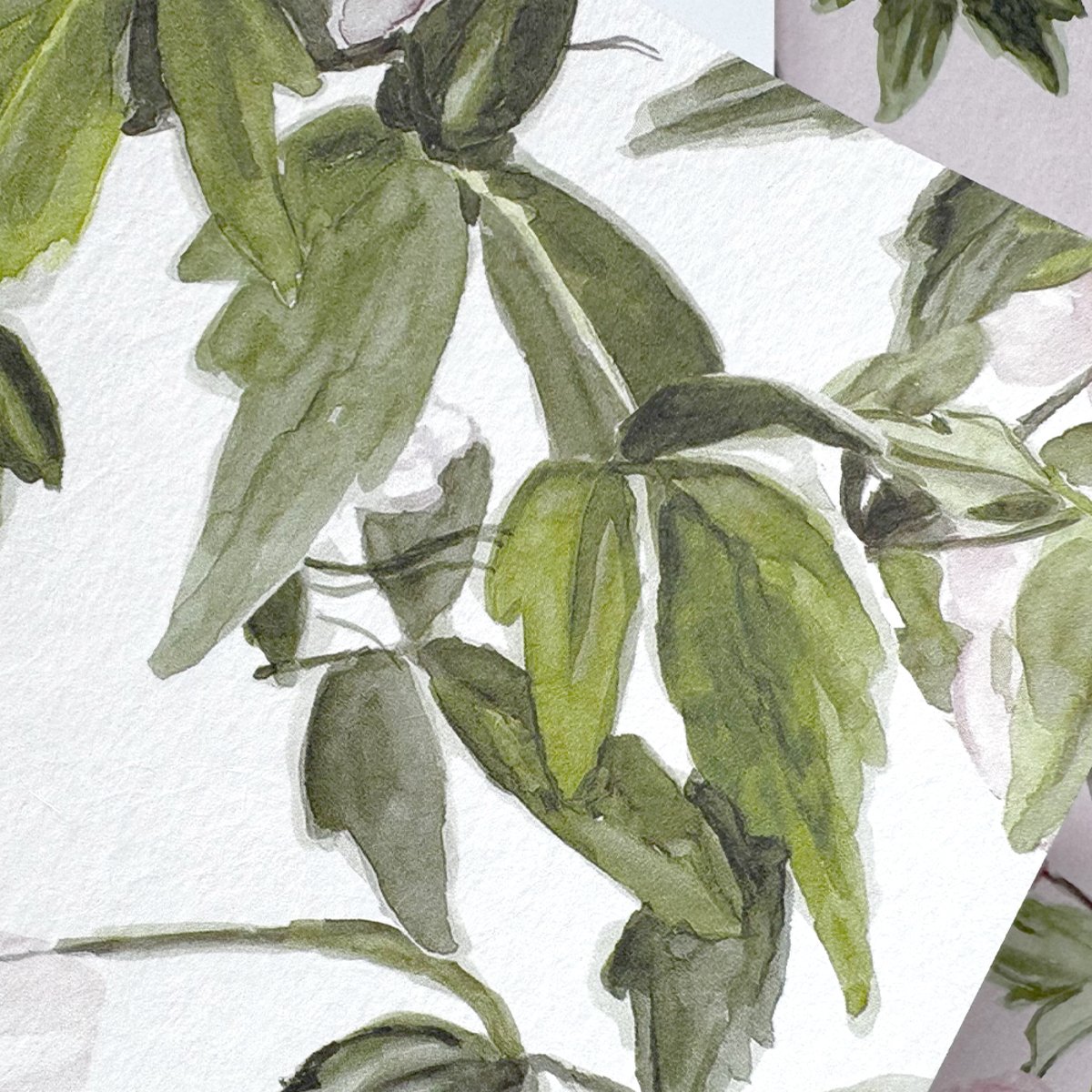 Classic Clematis Pink | Sian Zeng Classic Clematis Pink | Sian Zeng