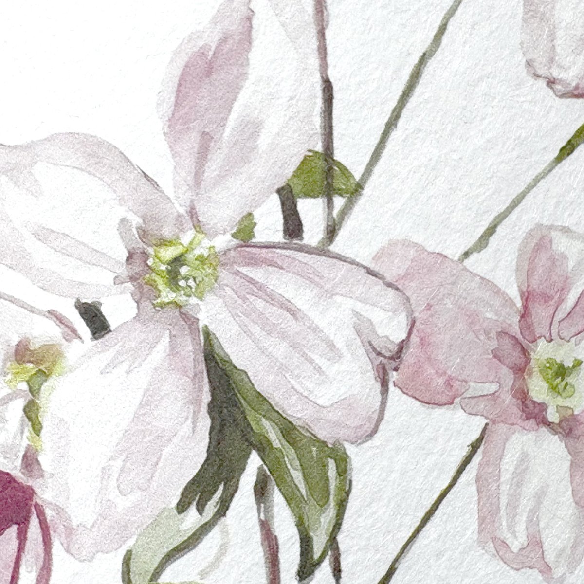 Classic Clematis Pink | Sian Zeng Classic Clematis Pink | Sian Zeng