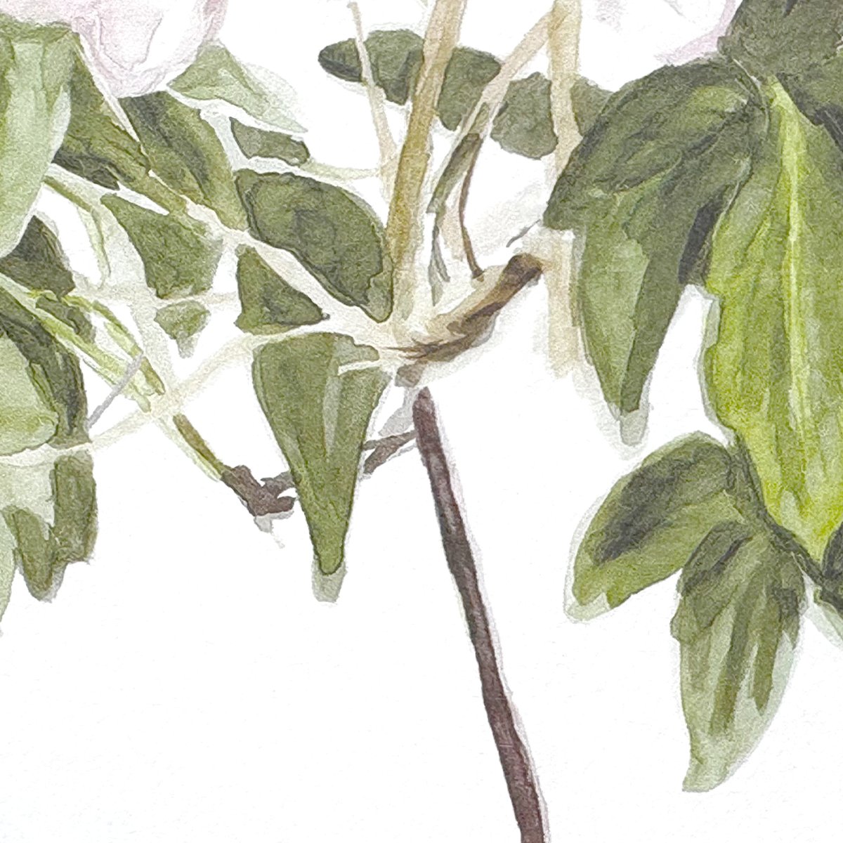 Classic Clematis Pink | Sian Zeng Classic Clematis Pink | Sian Zeng