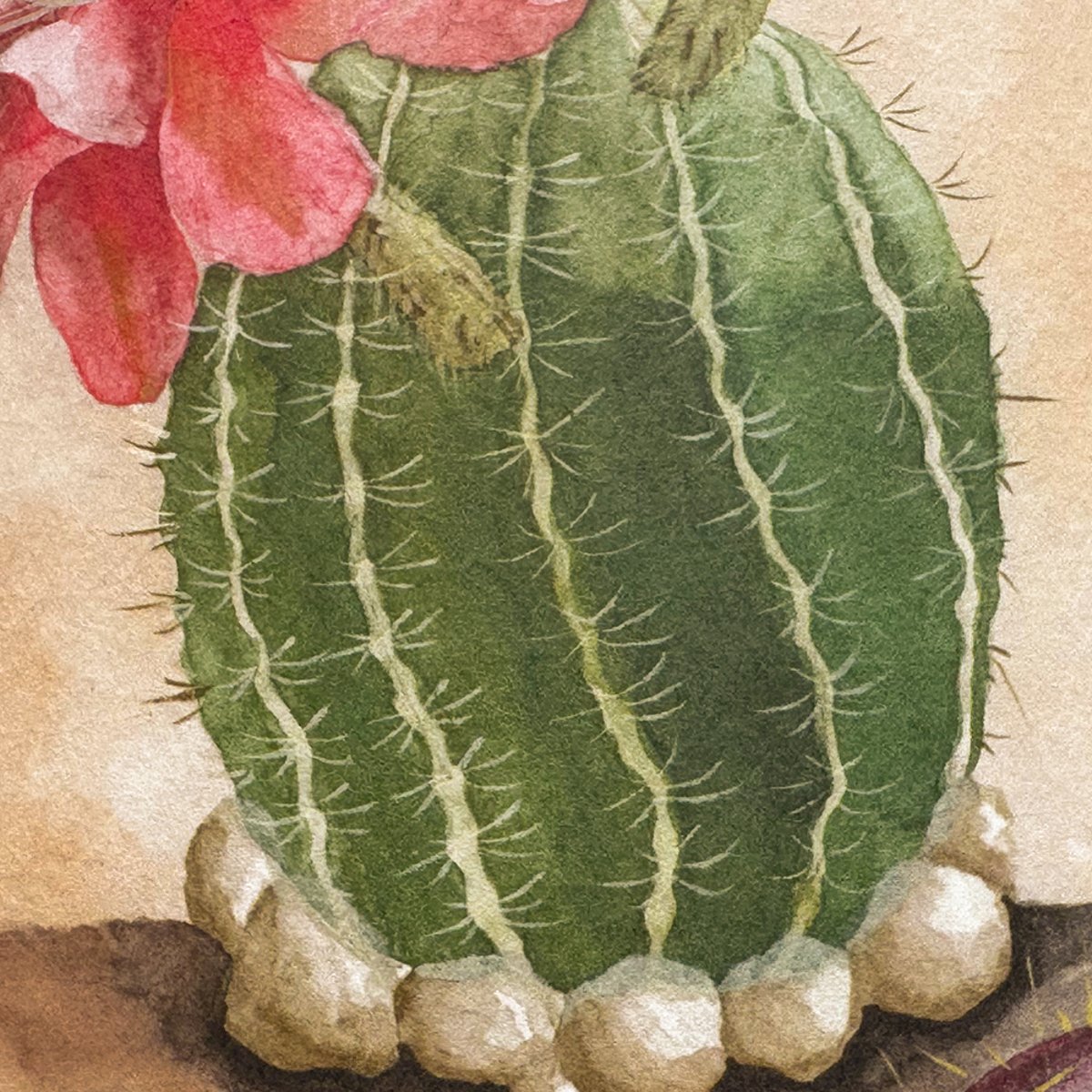 Classic Desert | Sian Zeng Classic Desert | Sian Zeng