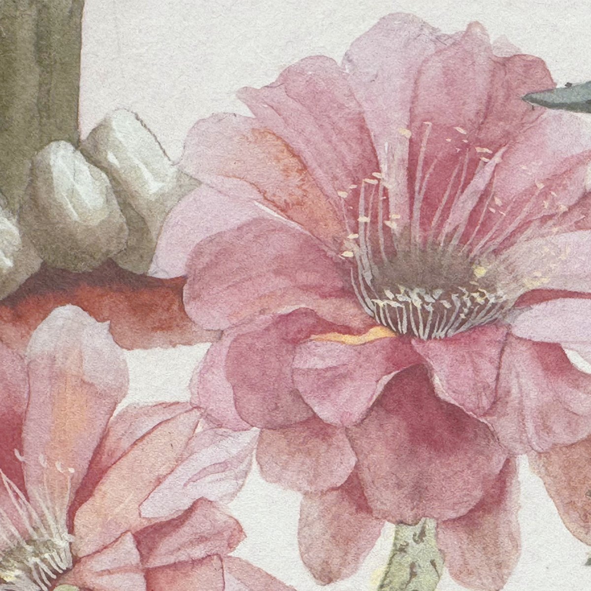 Classic Desert Pink Sand | Sian Zeng Classic Desert Pink Sand | Sian Zeng