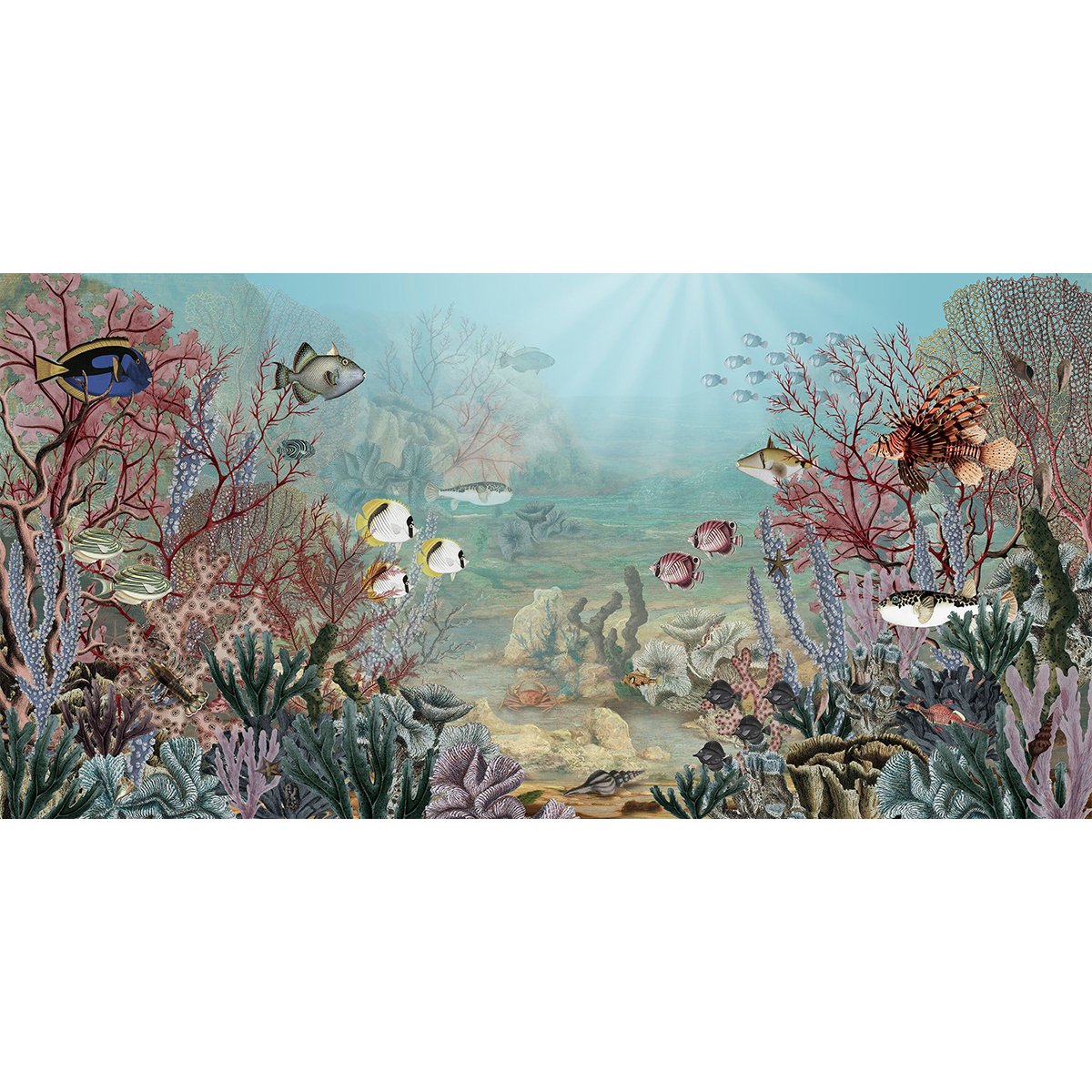 Sir Edward | Coral Creatures Sir Edward | Coral Creatures