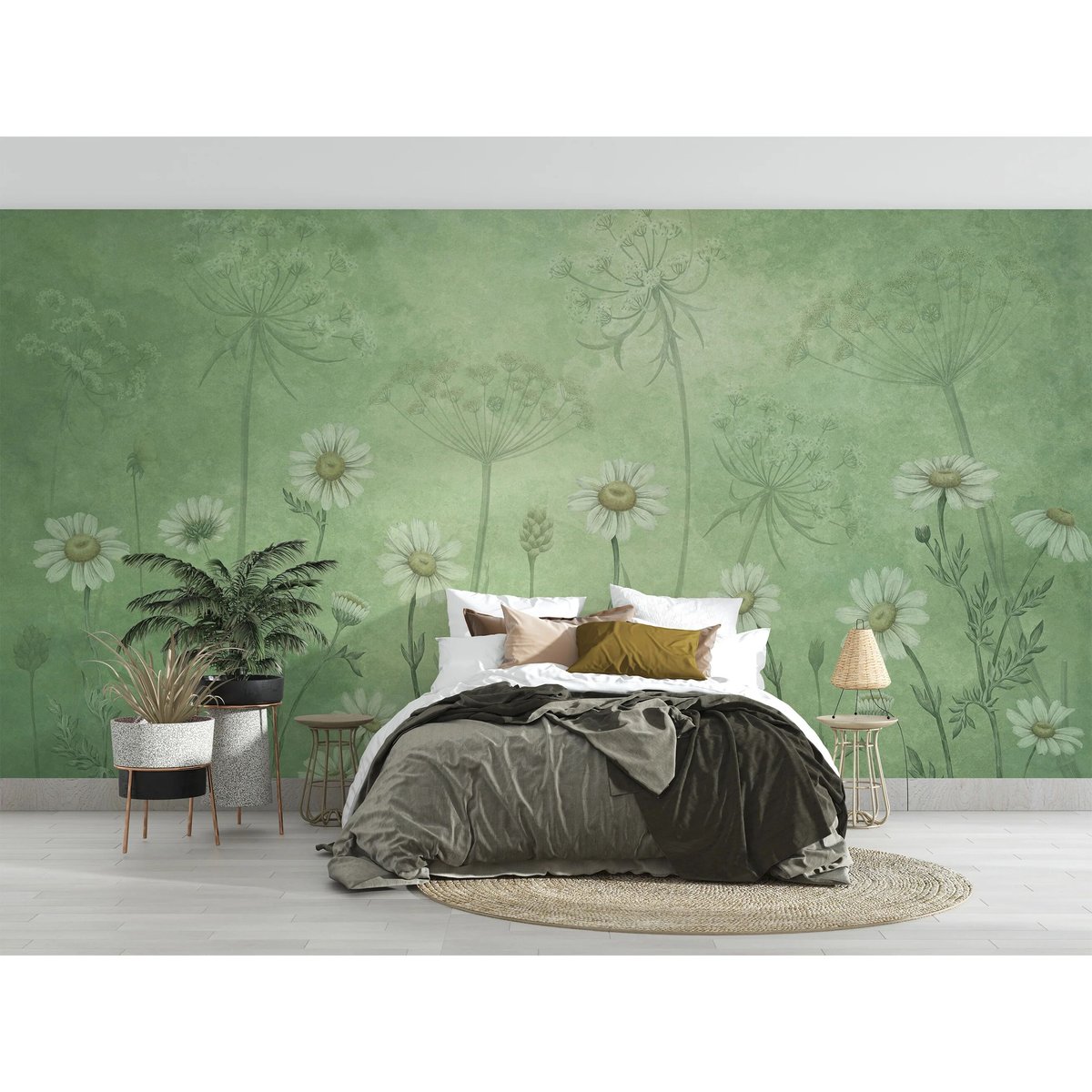 Sir Edward | Dazzling Daisies Sir Edward | Dazzling Daisies