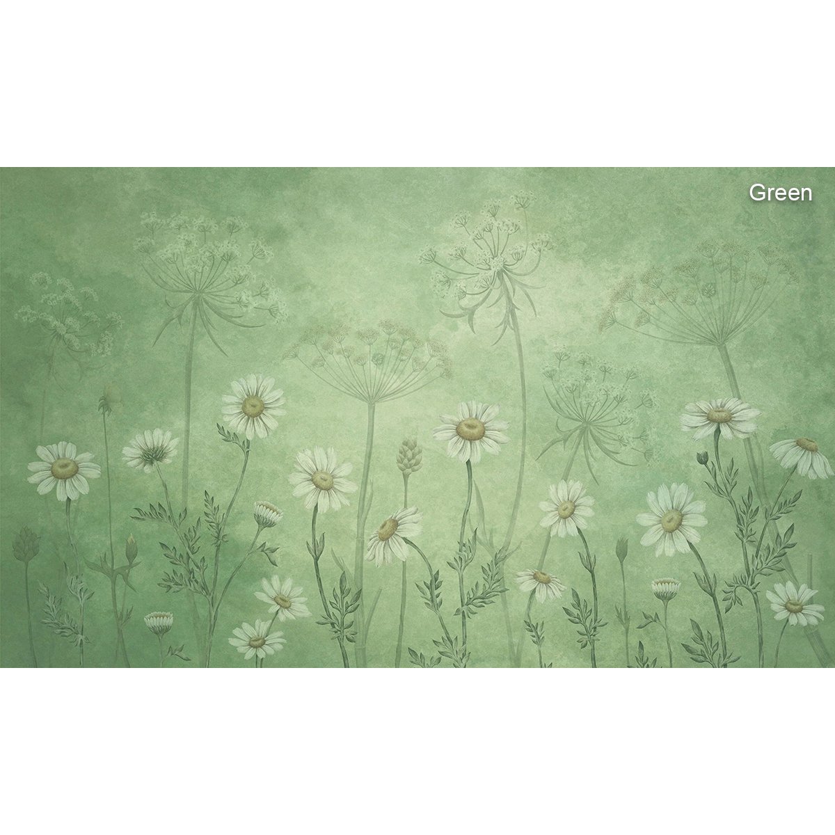 Sir Edward | Dazzling Daisies Sir Edward | Dazzling Daisies