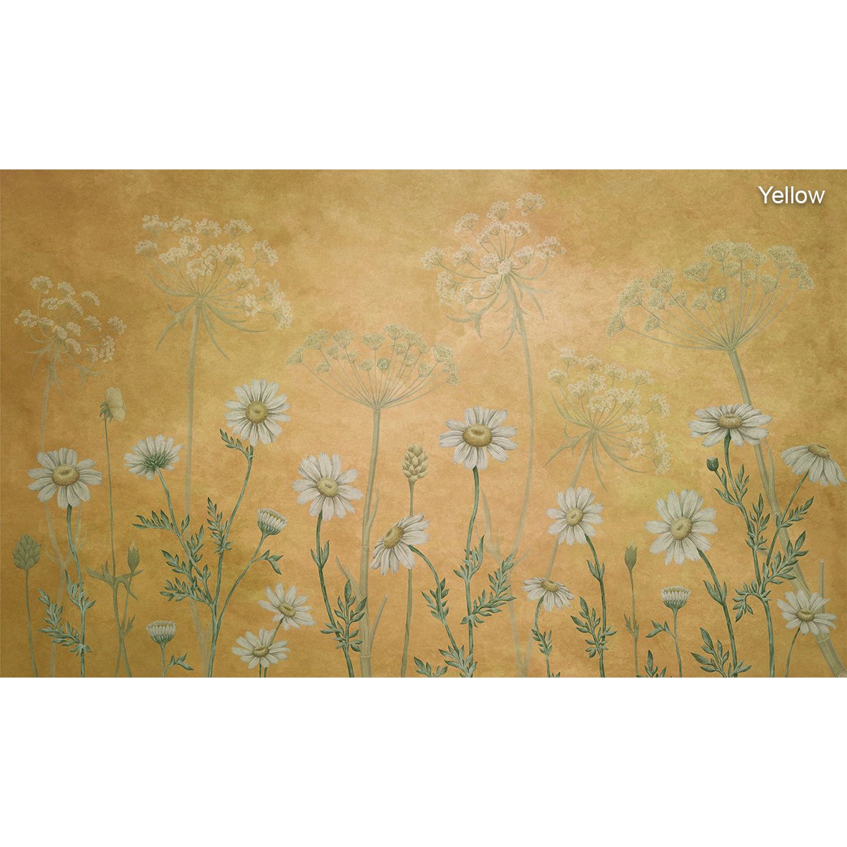 Sir Edward | Dazzling Daisies Sir Edward | Dazzling Daisies