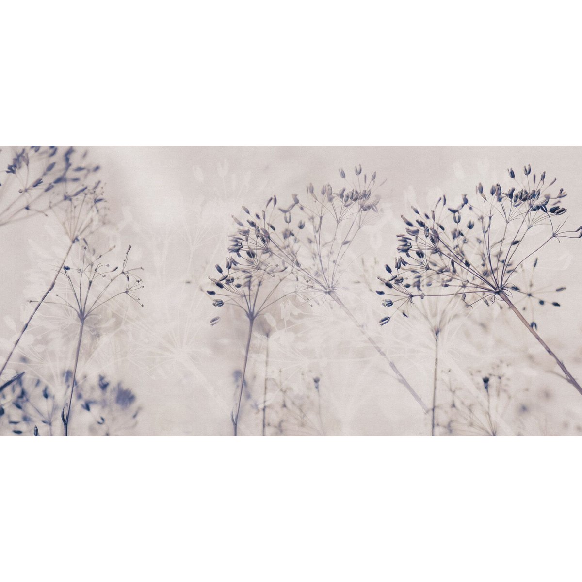 Rimura | Alma Rimura | Alma