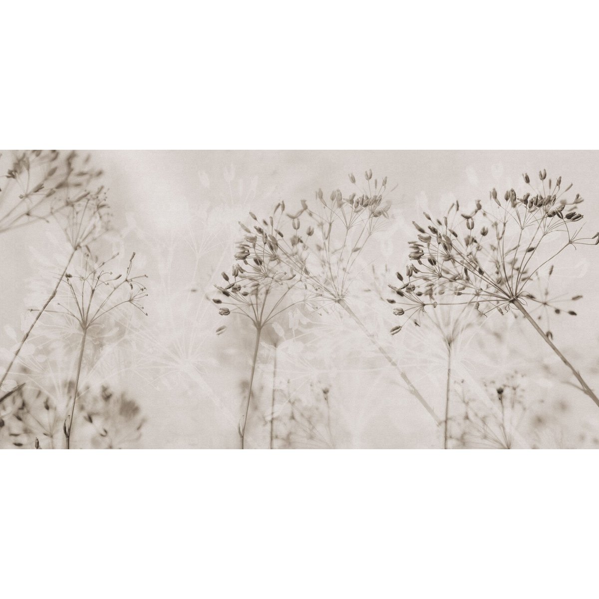 Rimura | Alma Rimura | Alma