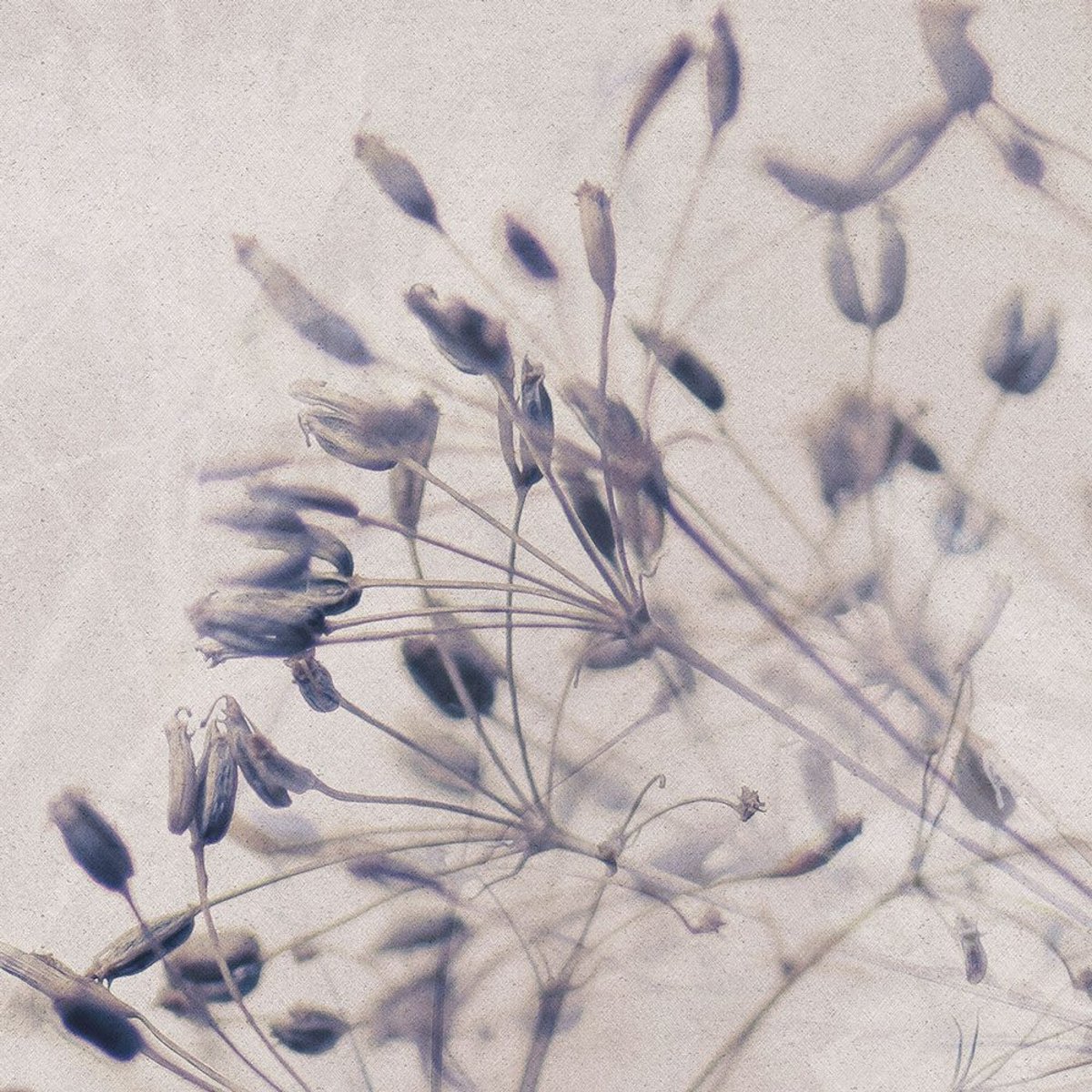 Rimura | Alma Rimura | Alma