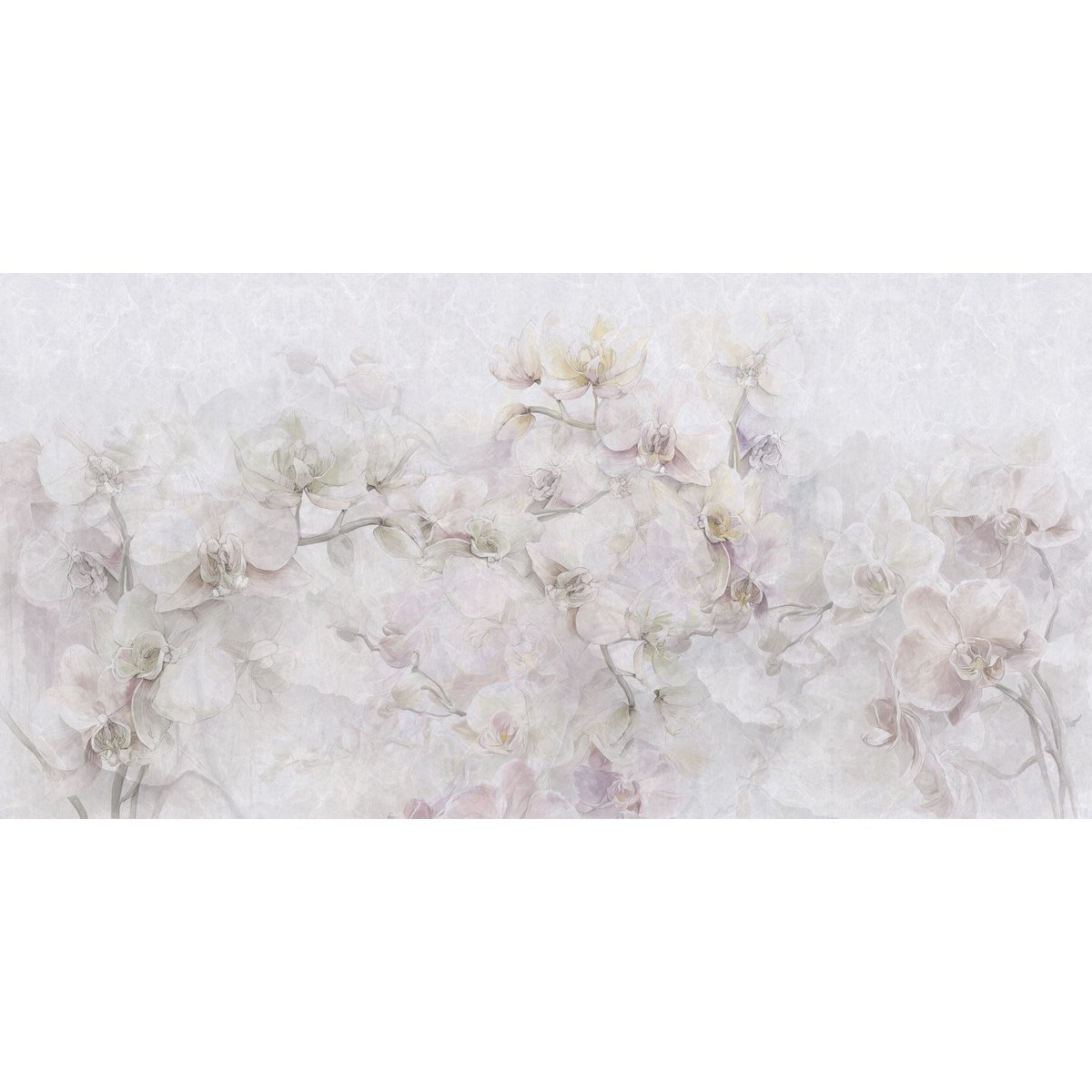 Rimura | Cattleya Rimura | Cattleya