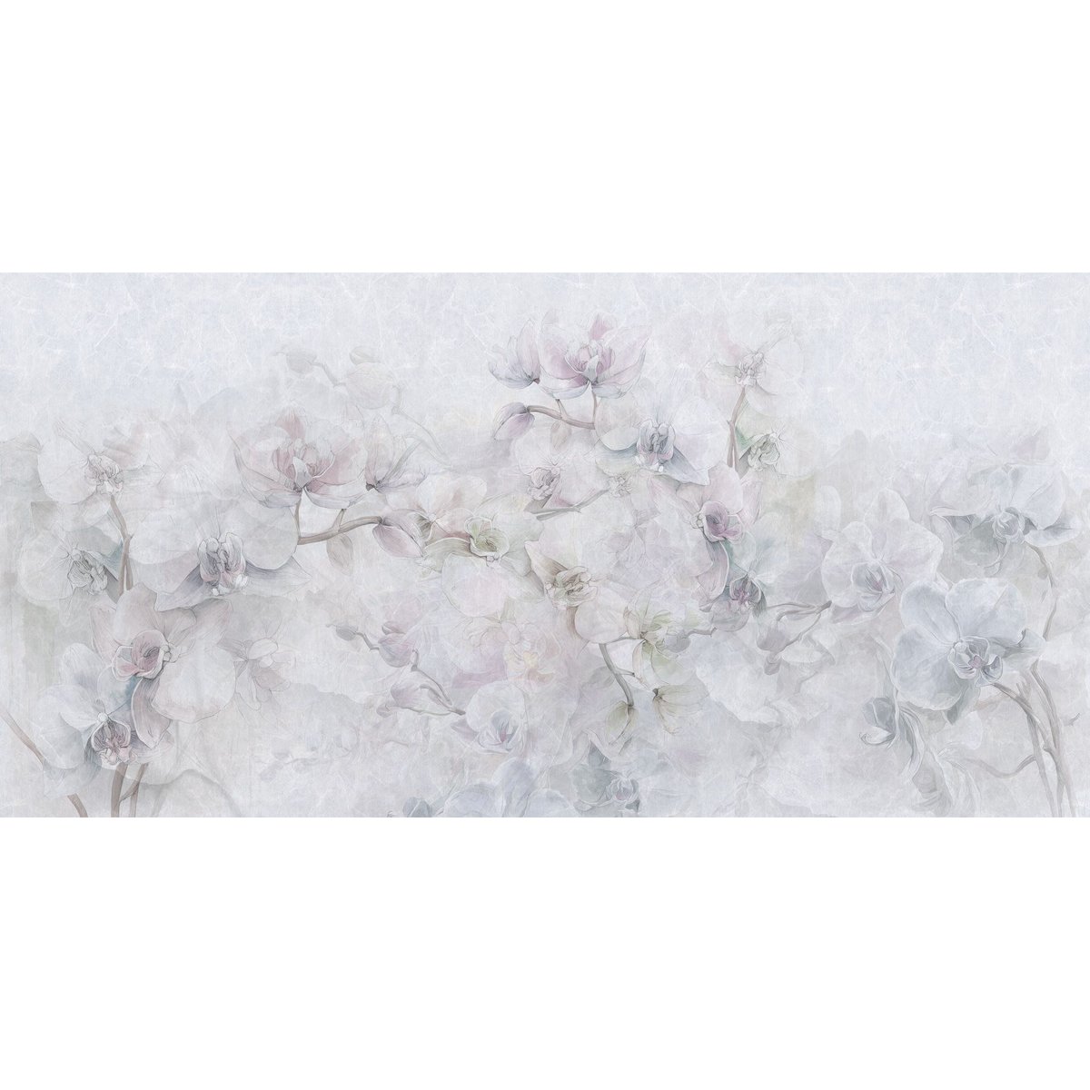 Rimura | Cattleya Rimura | Cattleya