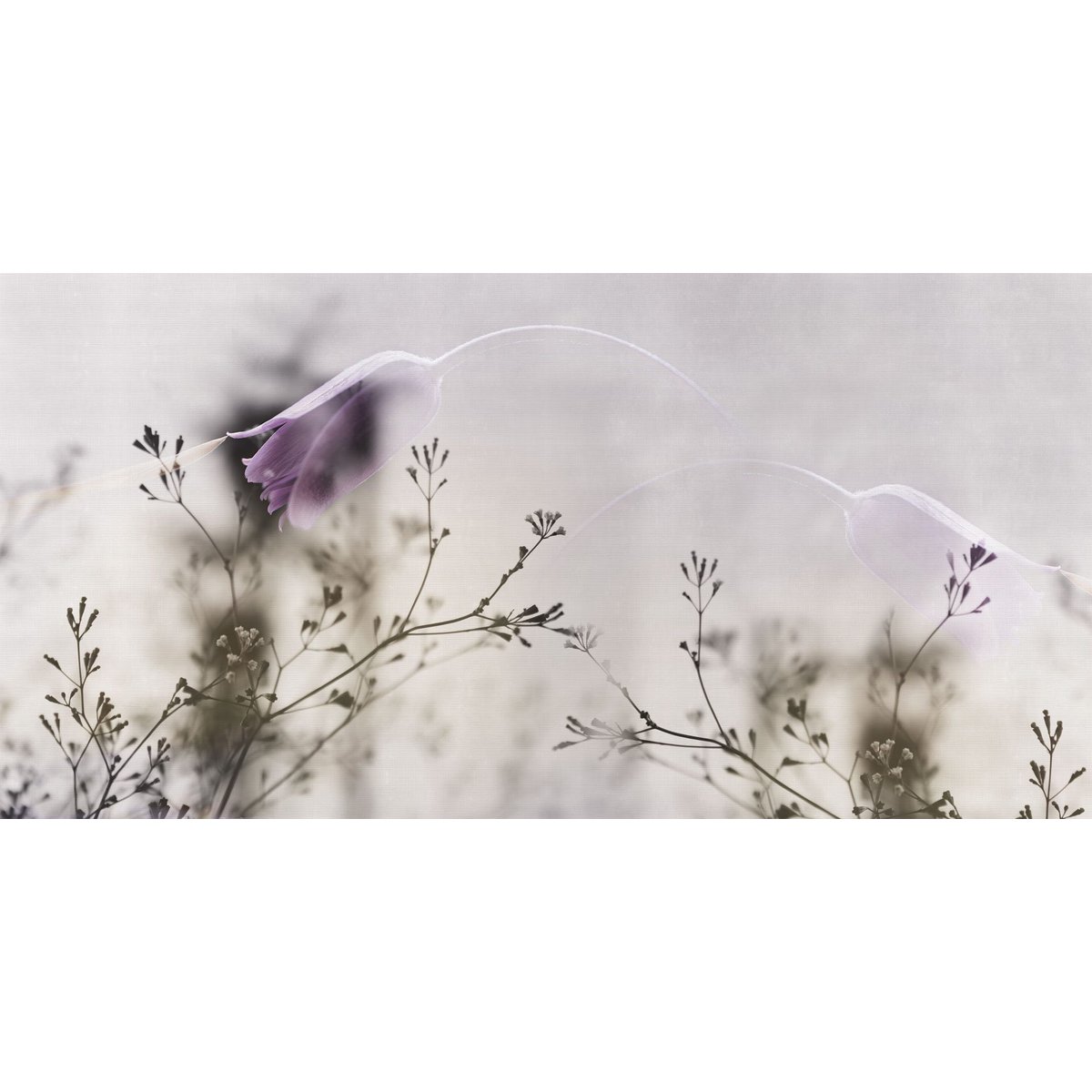 Rimura | Inchino Rimura | Inchino