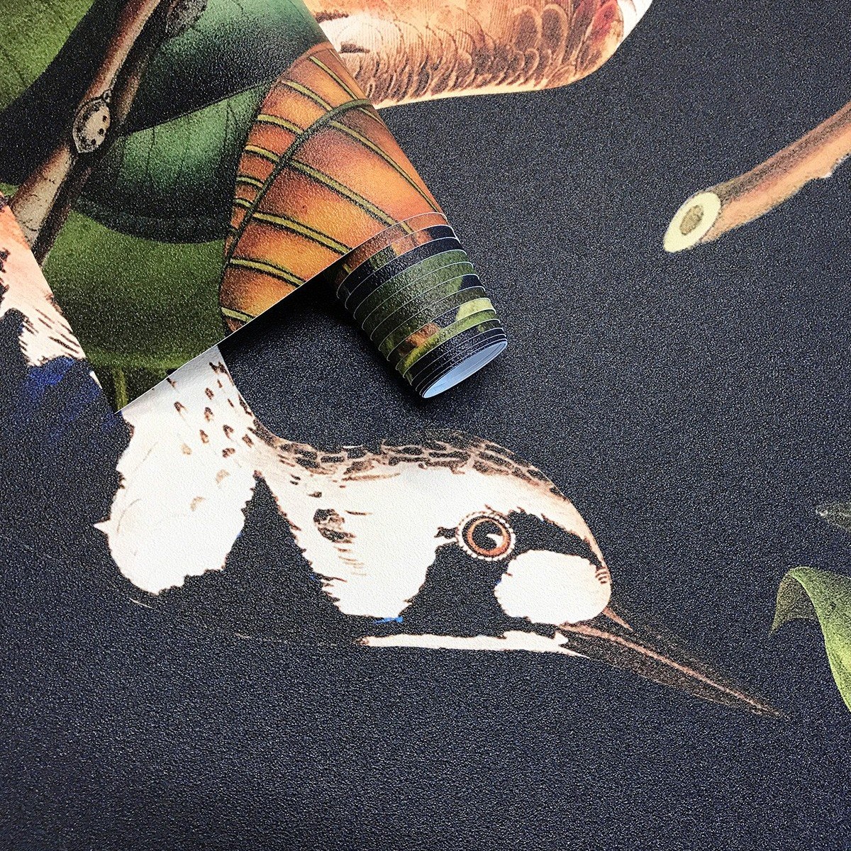 Wallcolors | Orange Bird Wallcolors | Orange Bird