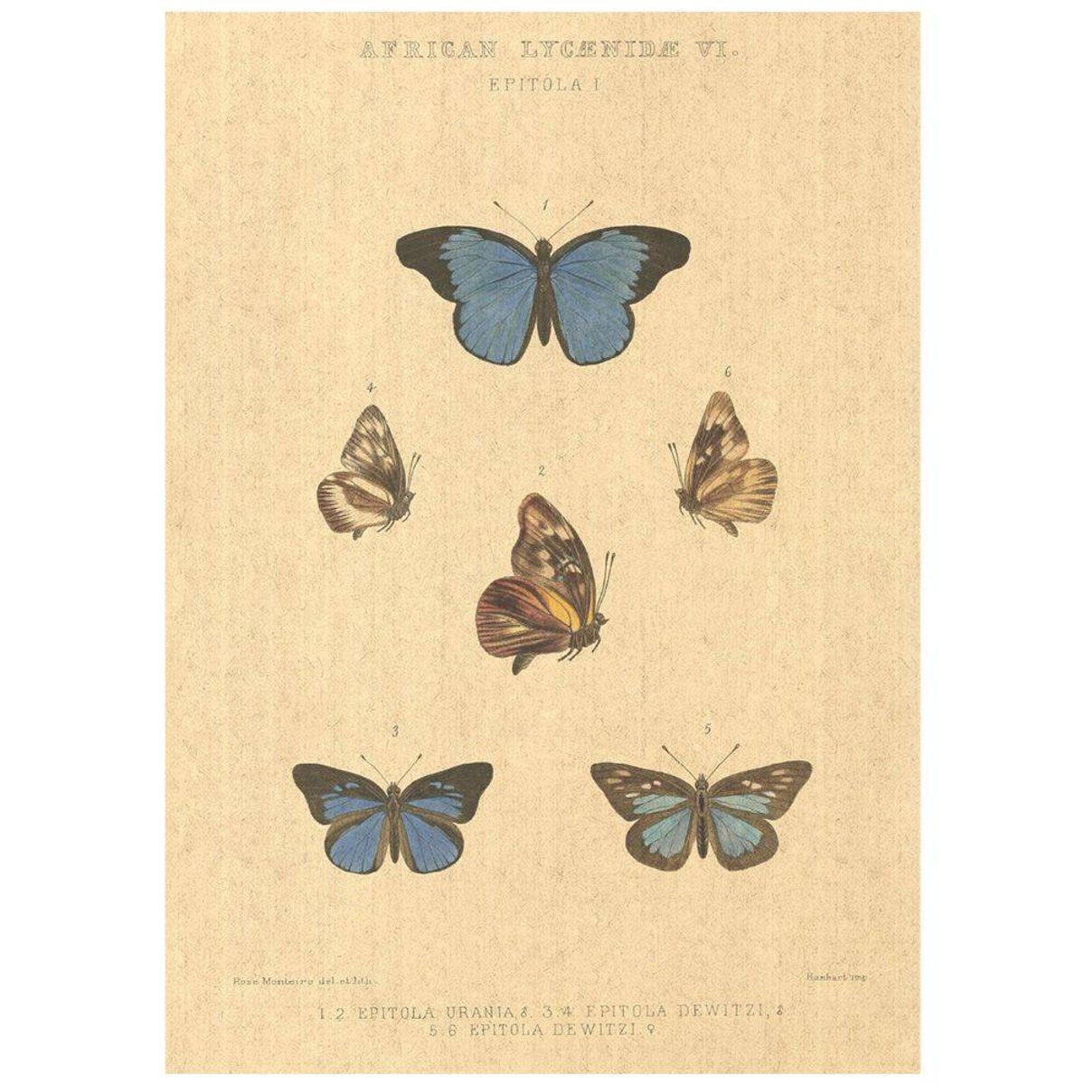 Flax Art Poster | Encyclopedia Butterfly A | FWP-AP-EN2A Flax Art Poster | Encyclopedia Butterfly A | FWP-AP-EN2A