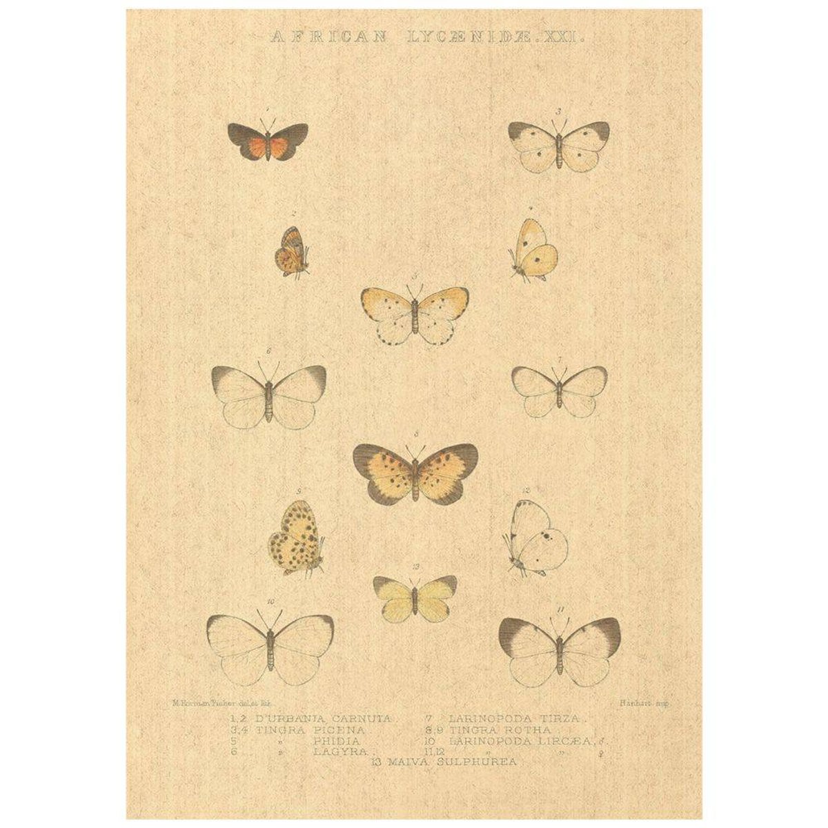 Flax Art Poster | Encyclopedia Butterfly C | FWP-AP-EN2C Flax Art Poster | Encyclopedia Butterfly C | FWP-AP-EN2C