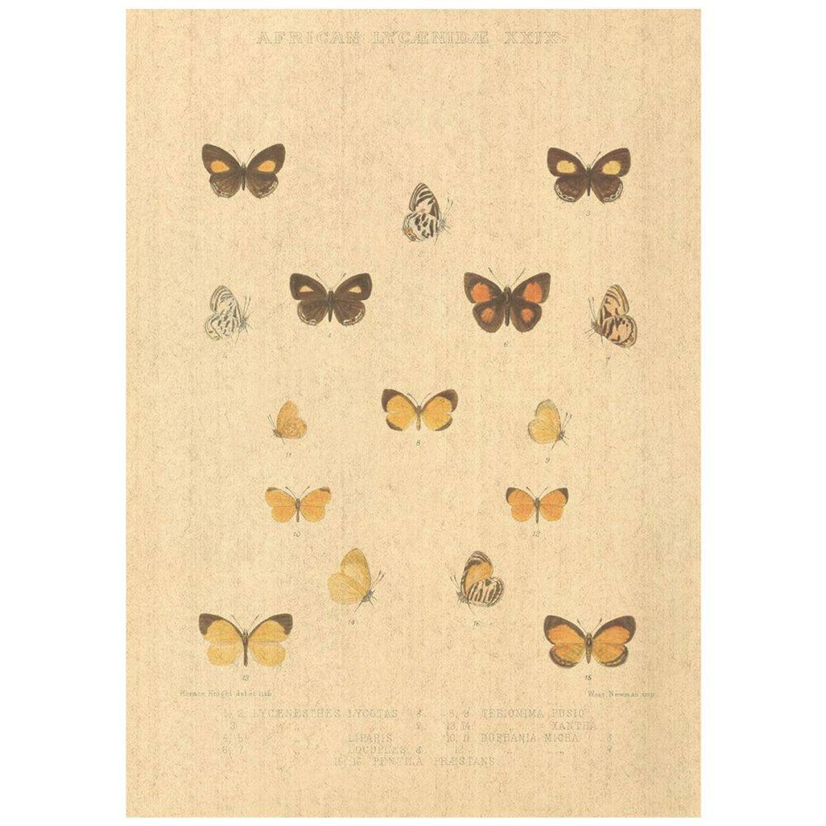 Flax Art Poster | Encyclopedia Butterfly C | FWP-AP-EN2C Flax Art Poster | Encyclopedia Butterfly C | FWP-AP-EN2C
