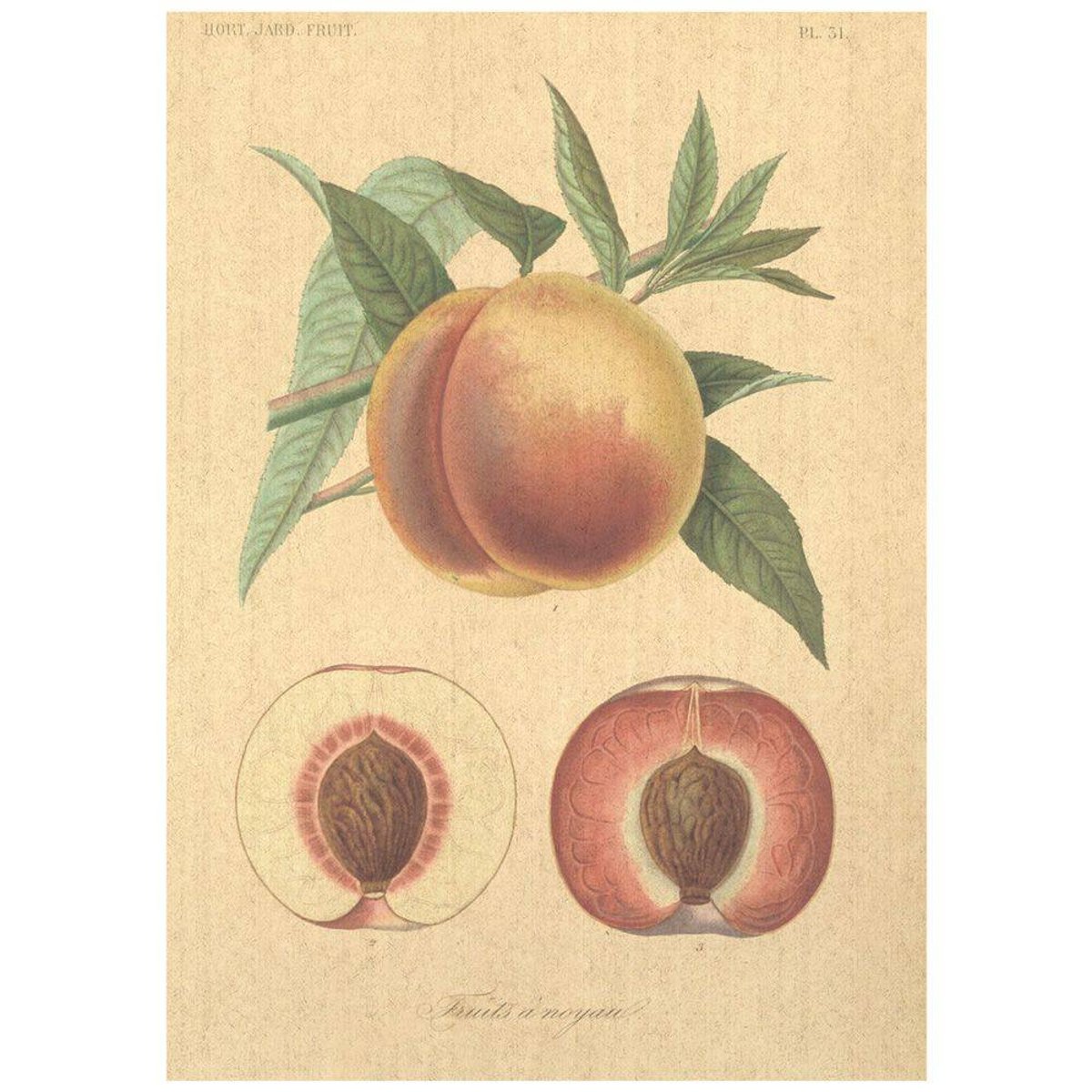 Flax Art Poster | Encyclopedia Fruit A | FWP-AP-EN3A Flax Art Poster | Encyclopedia Fruit A | FWP-AP-EN3A