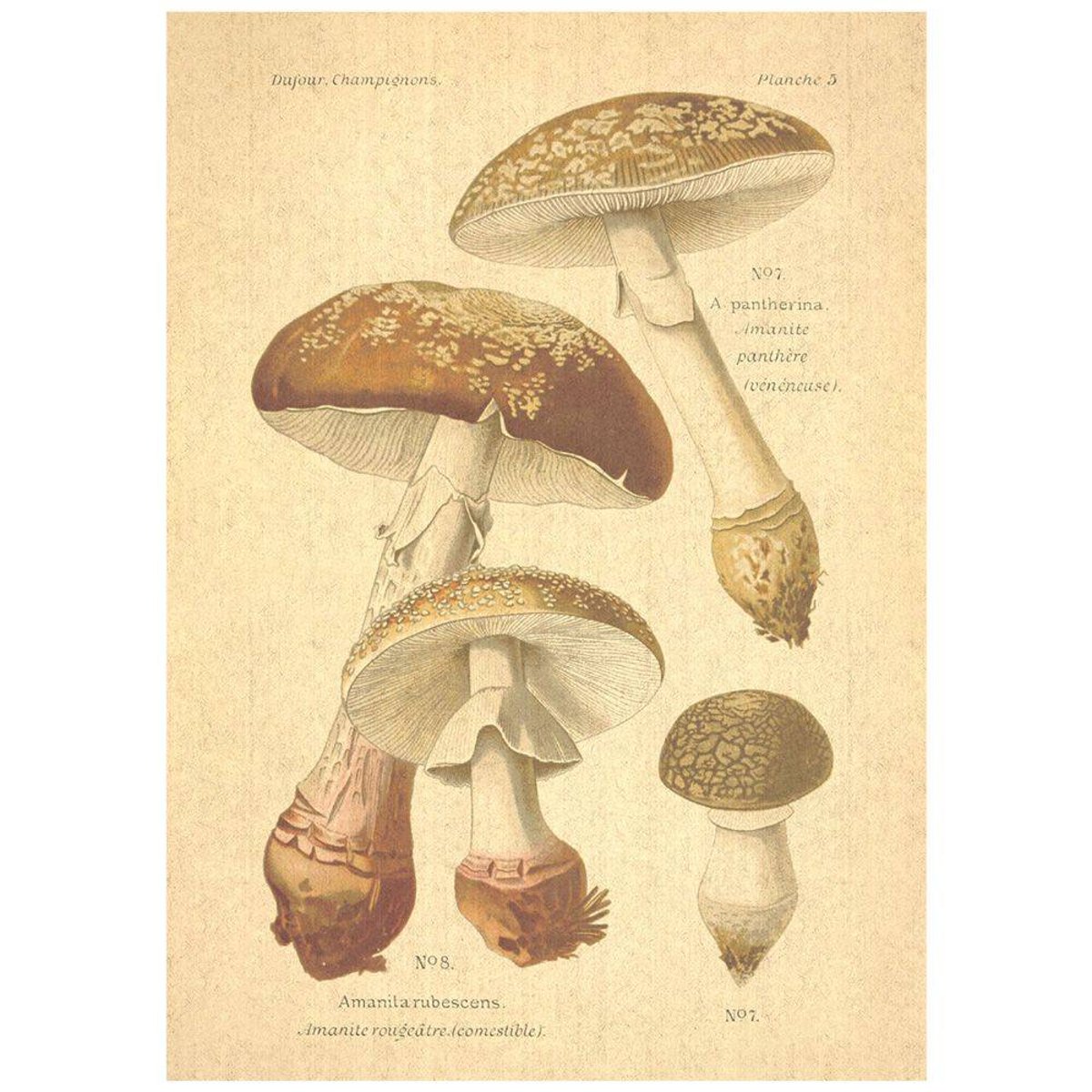 Flax Art Poster | Encyclopedia Mushroom A | FWP-AP-EN5A Flax Art Poster | Encyclopedia Mushroom A | FWP-AP-EN5A