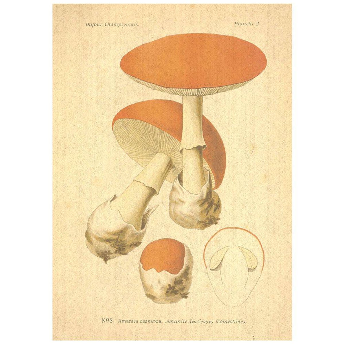 Flax Art Poster | Encyclopedia Mushroom A | FWP-AP-EN5A Flax Art Poster | Encyclopedia Mushroom A | FWP-AP-EN5A